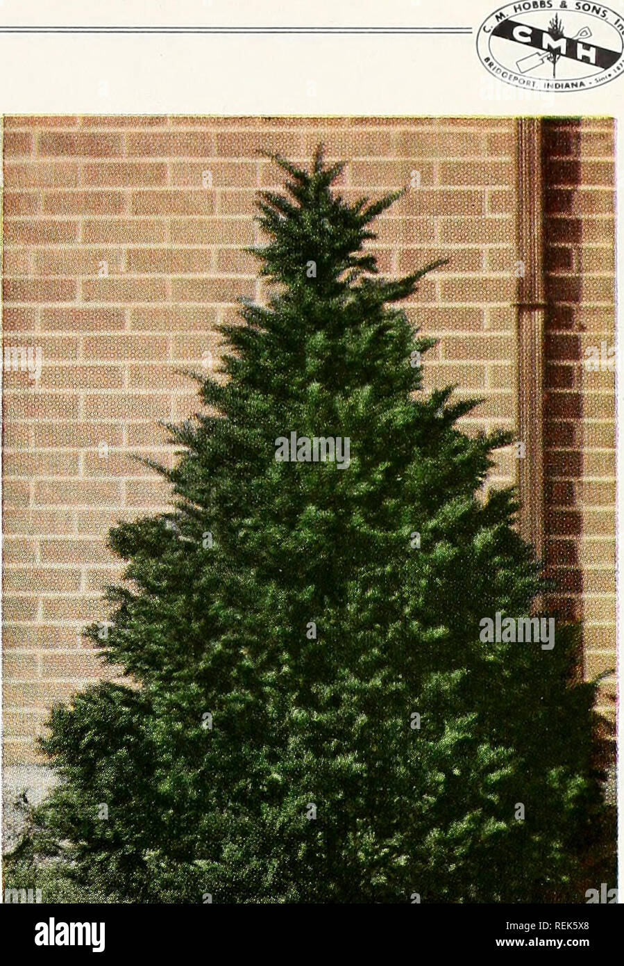 . C. M. Hobbs & Sons. Nurseries Horticulture Catalogs; Evergreens
