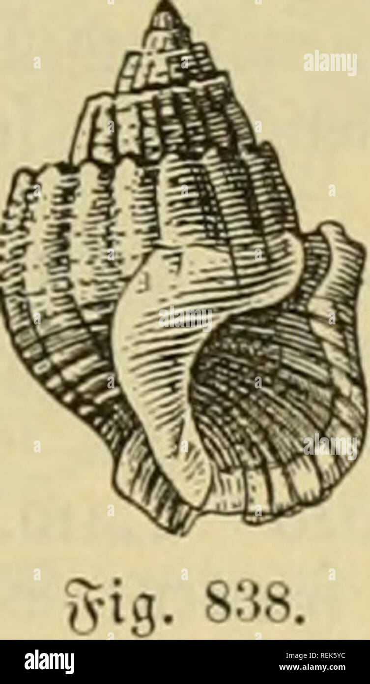 Senticosus Stock Photos Senticosus Stock Images Alamy