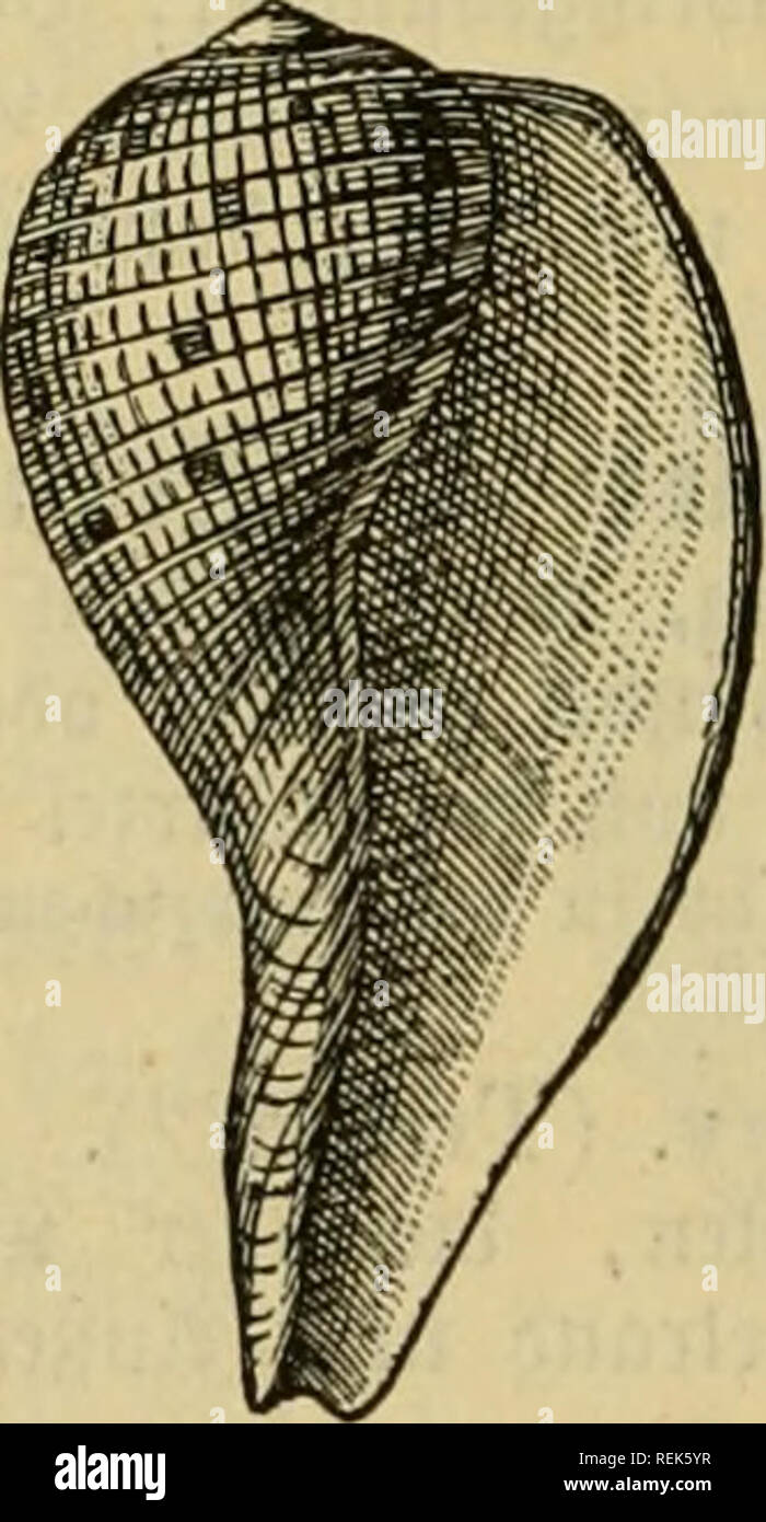 . Dr. Johannes Leunis Synopsis der thierkunde. Ein handbuch für höhere lehranstalten und für alle, welche sich wissenschaftlich mit der naturgeschichte der thiere beschäftigen wollen. Animals. tvig. 823. 2:ritonSliorn,Triton5(umTritonis, in 1/9 ^^^ natürt. ©rufe. S. reticulätus '"> (Lara.) Ad. ©(^ate ä'^nüc^ geformt, ftar! gegittert, meife, mit weißer 2)iünbung; §ö^e 11«". Dftinbien. 722. 8. g. SyCOtypidae'^ (Ficulidae''^) (§. 714,8.). ®(i)ale bünn, baud^ig, f|)iralgefurc^t, geri))))t ober gegittert, mit niebrigem ©eruinbe; S)?ünbung gro§, mit gerabem, langem, oorberem Äanat; ®ede Stock Photo