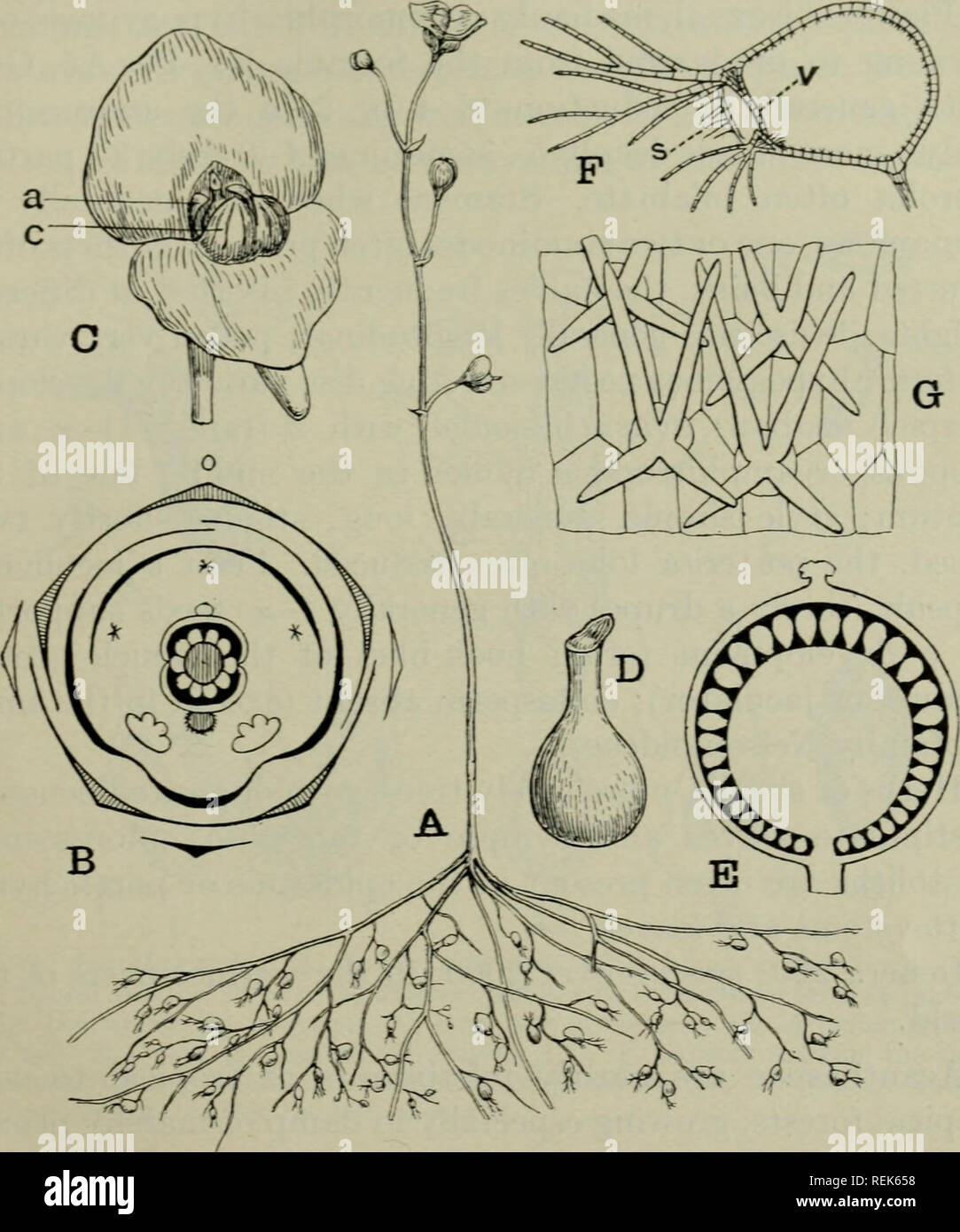 Entomophilous flower hires stock photography and images Alamy