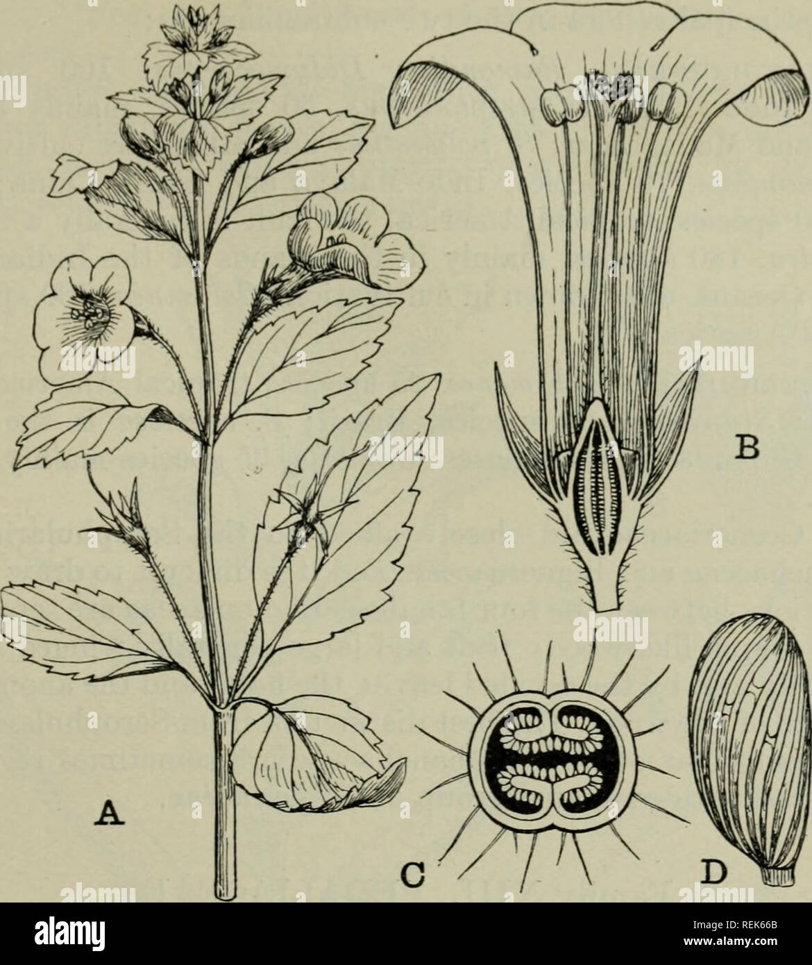 . The classification of flowering plants. Plants. GESNERIACEAE 535. Fig. 246. Achimenes coccinea. A. Flowering shoot, reduced. B. Flower in vertical section, x 3. C. Ovary in transverse section, x 8. D. Seed, much enlarged.. Please note that these images are extracted from scanned page images that may have been digitally enhanced for readability - coloration and appearance of these illustrations may not perfectly resemble the original work.. Rendle, A. B. (Alfred Barton), 1865-1938. Cambridge, University press Stock Photo