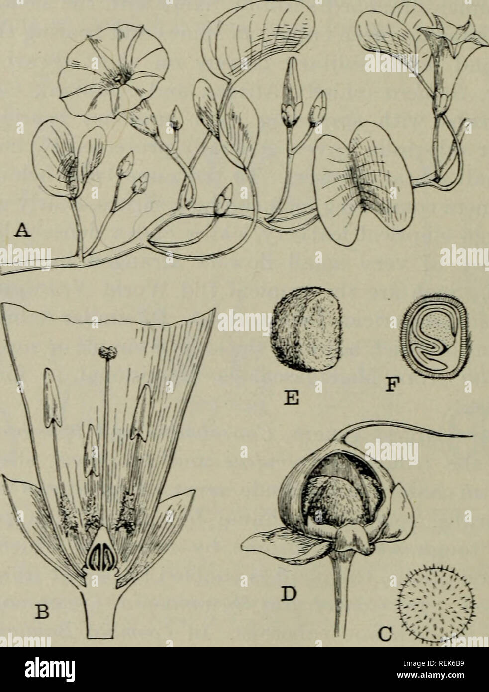 . The classification of flowering plants. Plants. 482 FLOWERIXG PLAXTS associated v^ith an increase in the size and number of the flowers. Another adaptation of the creeping stem is fomid in the sand-binders, such as our native Calystegia Soldandla or the tropical Ipomoea pes-caprae (fig. 225). There is great diversity in the form of the leaves, which are generally stalked and without exception exstipulate. Scale-leaves are absent from the aerial shoot; this, Hke the. Fig. 225. Ipomma pes-caprae. A. Portion of plant, h nat. size. B. Lower part of flower in longitudinal section, x 3. C. Pollen- Stock Photo