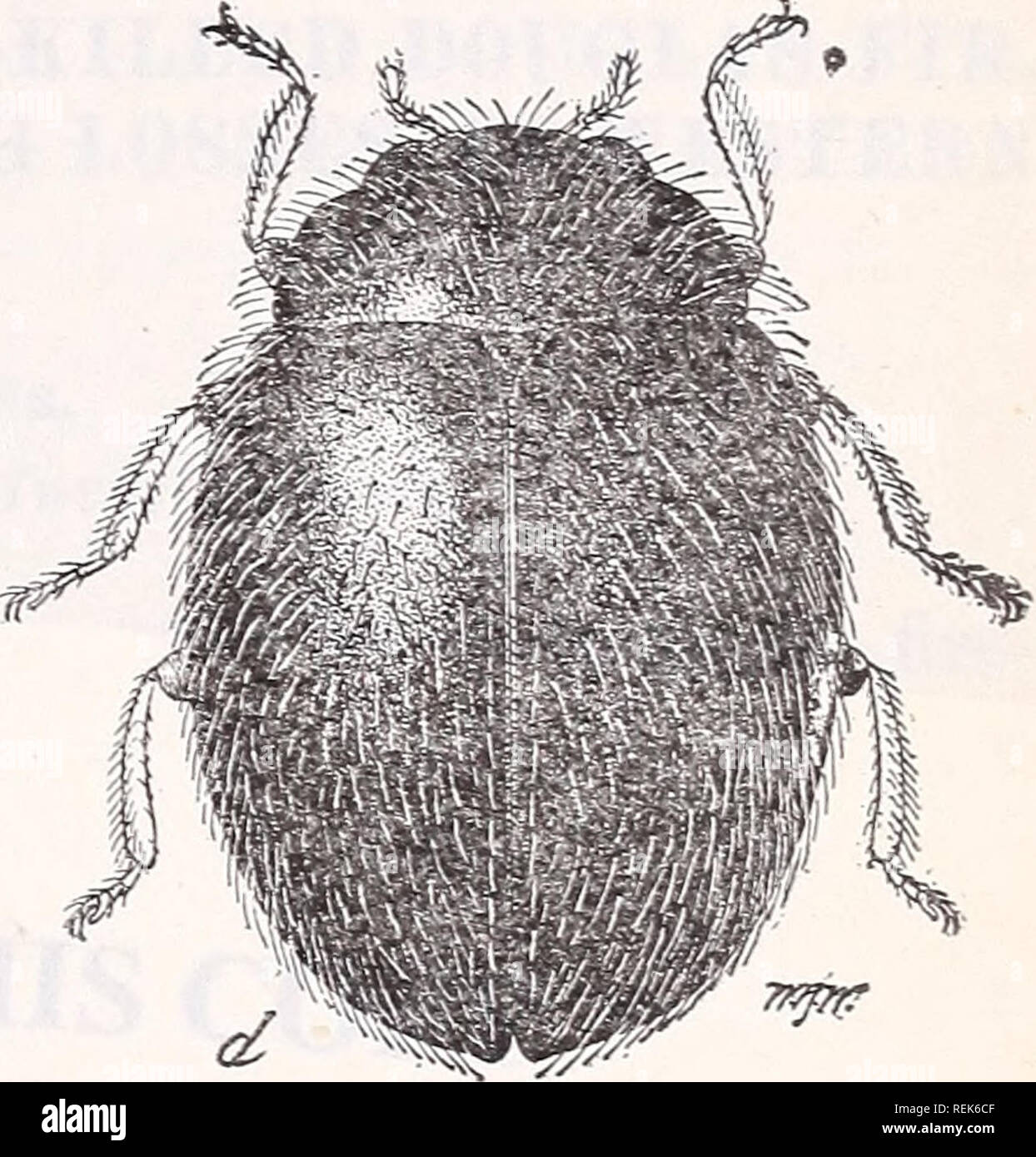 . The clover mite. (Bryobia pratensis Garman). Clover Diseases and pests; Bryobia praetiosa; Insect pests. Fig. 3—Scymnus punctum3 a lady-beetle enemy of the clover mite: a, Egg; &amp;, larva; Cj pupa ; dj adult. All much enlarged, a, 6, c, Redrawn from Weldon ; d, original. the Scymnus and of lace-winged flies, it is not at all unlikely that- some of them prey upon the clover mite. Approved : James Wilson, Secretary of Agriculture. Washington, D. C, April 18, 1912. 1 Loc. cit., p. 12. ADDITIONAL COPIES of this publication -£x may be procured from the Superintend- ent of Documents, Government  Stock Photo