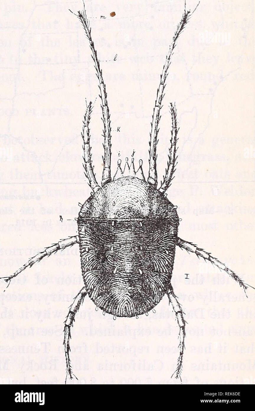 . The clover mite. (Bryobia pratensis Garman). Clover Diseases and pests; Bryobia praetiosa; Insect pests. Circular No, 1 58. Issued July 27, 1912. United States Department of Agriculture, BUREAU OF ENTOMOLOGY. L. O. HOWARD, Entomologist and Chief of Bureau. THE CLOYER MITE. {Bryooia pratensis Garman.) By F. M. Webster, In Charge of Cereal and Forage Insect Investigations. INTRODUCTION. The minute organism known as the clover mite (fig. 1) is not a true insect, but belongs, with the spiders, to a very extensive group the adults of which possess eight legs, whereas true in- sects have only six  Stock Photo