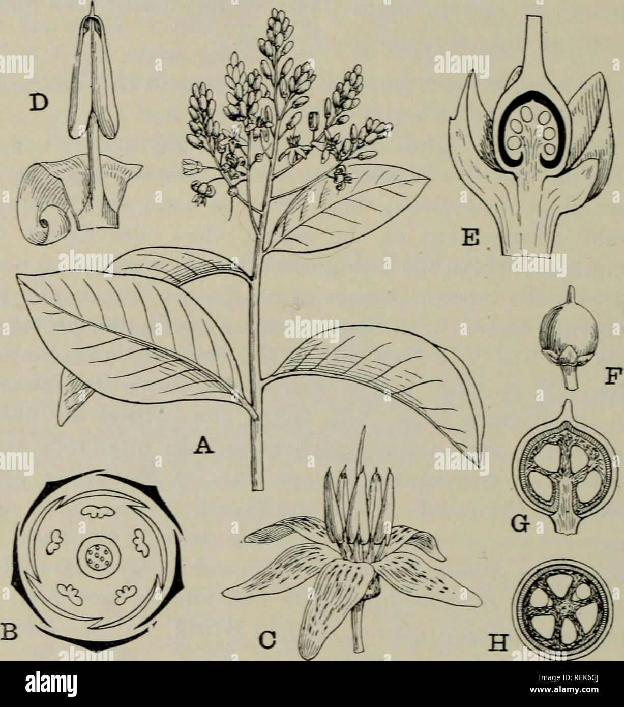 . The classification of flowering plants. Plants. 438 FLOWERIXG PLANTS bent and completely surrounded by the endosperm. Poly- embryony occurs in species of Ardisia (as A. japonica), and the germination in this genus is also of interest; A. crenata recalls that of Aegiceras in the early growth of the embryo, the radicle having ruptured the fruit-coat before the fruit has fallen. In A. crenulata and A. japonica the cotyledons. Fig. 211. Ardisia iinifolia. A. Flowering shoot, x I. B. Floral diagram. C. Flower, x 2. D. Single stamen and j)etal, x 4. E. Ovary and calyx in longitudinal section, x 8. Stock Photo