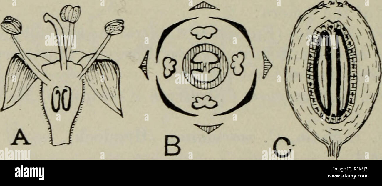 . The classification of flowering plants. Plants. 420 FLOWERING PLANTS