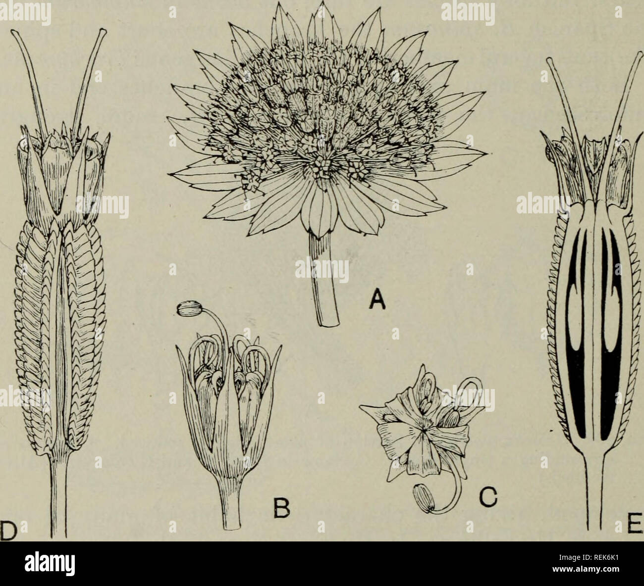 . The classification of flowering plants. Plants. 414 rLOWERING PLANTS Hydrocotyle (fig. 202) dindi Astrantia (fig. 204)); very rarely is the umbel reduced to a single flower as in species of Hydrocotyle, and Azorella (fig. 203). In Eryngium (fig. 205) the flowers are crowded into dense heads surrounded by a whorl of rigid bracts; each flower is subtended by a bract. A terminal flower may be present, as in Carrot, where it differs from the rest in its form and purplish colour. The presence or. Fig. 204. Astrantia major. A. Inflorescence, slightly enlarged. B. Male flower, X 7. C. Same viewed f Stock Photo