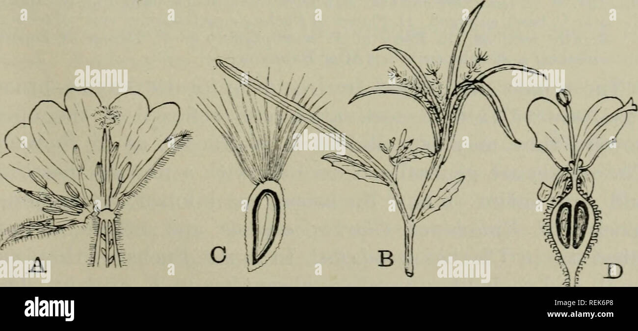 . The classification of flowering plants. Plants. Fig. 192. Floral diagrams of: A, Oenothera, Epilobium, Fuchsia; B, Ludwigia palustris; C, Lopezia; s, staminode; D, Circaea lutetiana. (After Eichler.). Fig. 193. A. Flower of Epilobium hirsutum, the upper part of the ovary in vertical section, the corolla cut open and turned back. B. Fruiting shoot of E. parviflorum. C. Seed of same in vertical section, enlarged. D. Circaea lutetiana, flower in vertical section, x 5. (After Raimann.) western North American genus and a favourite herbaceous garden annual, the antepetalous stamens are often barre Stock Photo