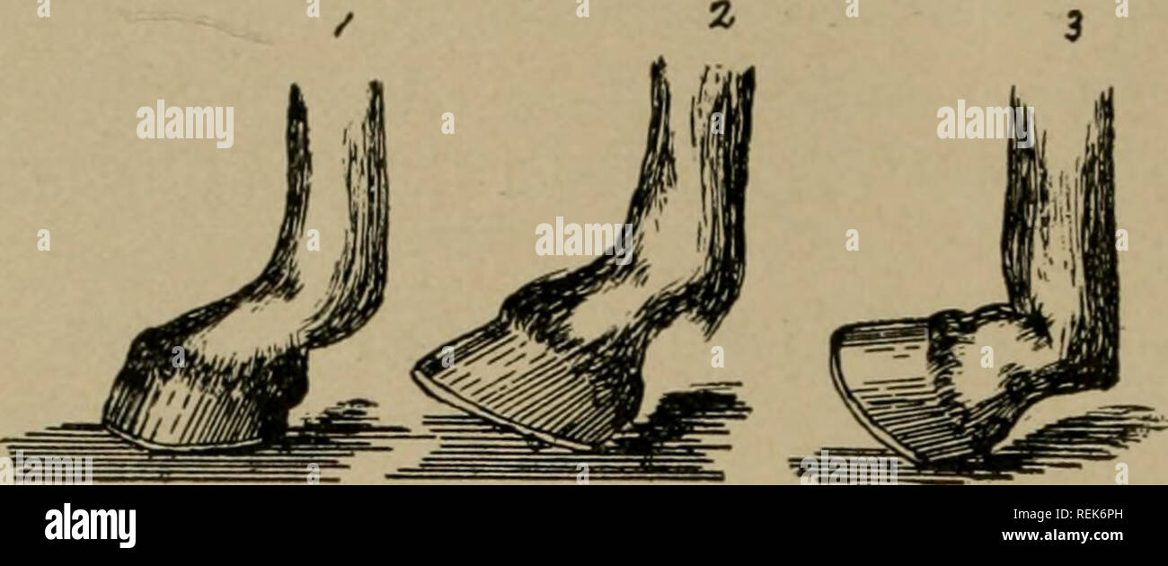 . The clinical diagnosis of lameness in the horse. Horses. 34 LAMENESS