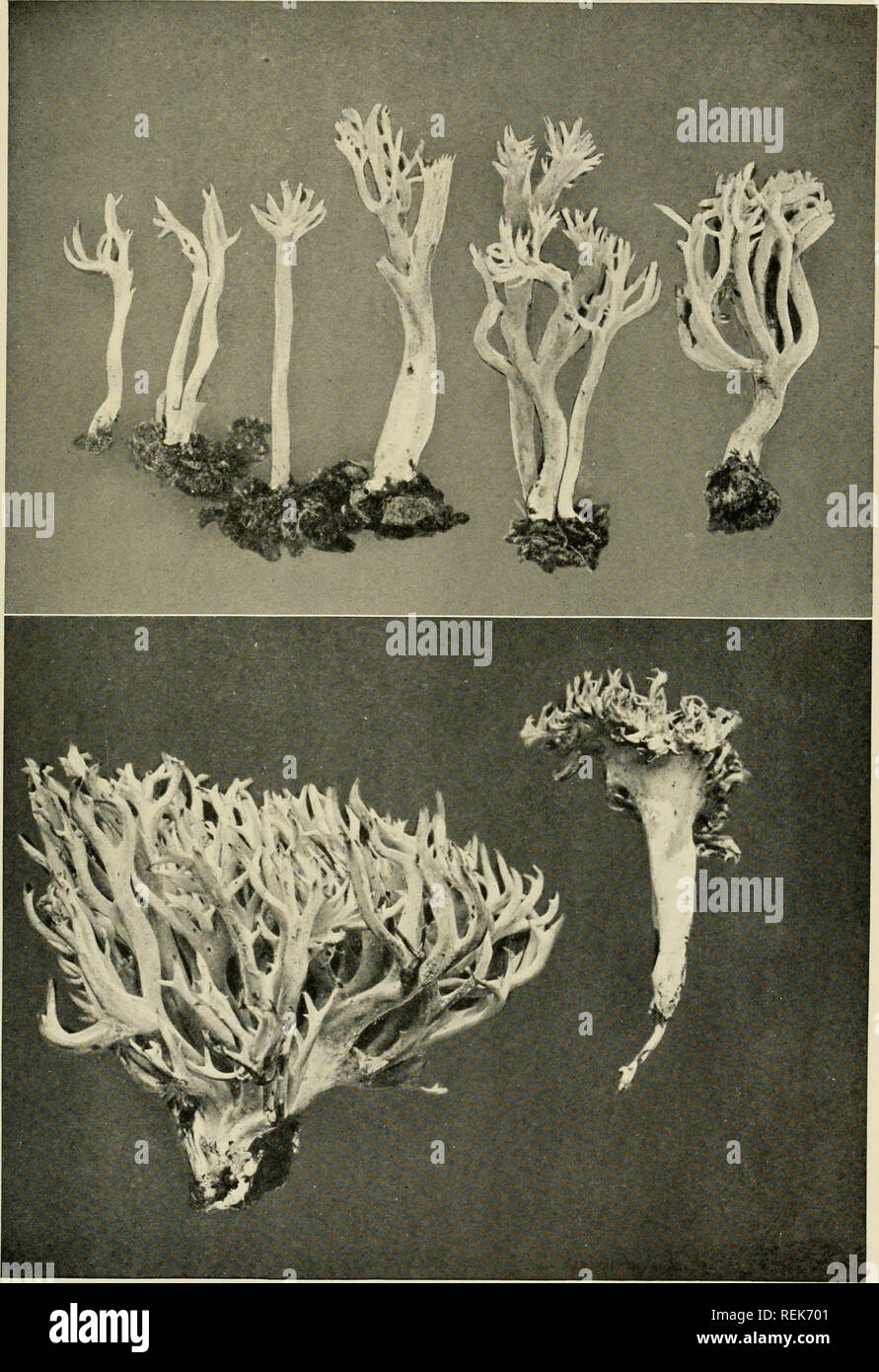 . The clavarias of the United States and Canada. Clavaria. PLATE 18. Clavaria cristata. No. 2387 [above] ; No. 2660 [below].. Please note that these images are extracted from scanned page images that may have been digitally enhanced for readability - coloration and appearance of these illustrations may not perfectly resemble the original work.. Coker, William Chambers, 1872-1953. Chapel Hill, N. C. , The University of North Carolina press Stock Photo