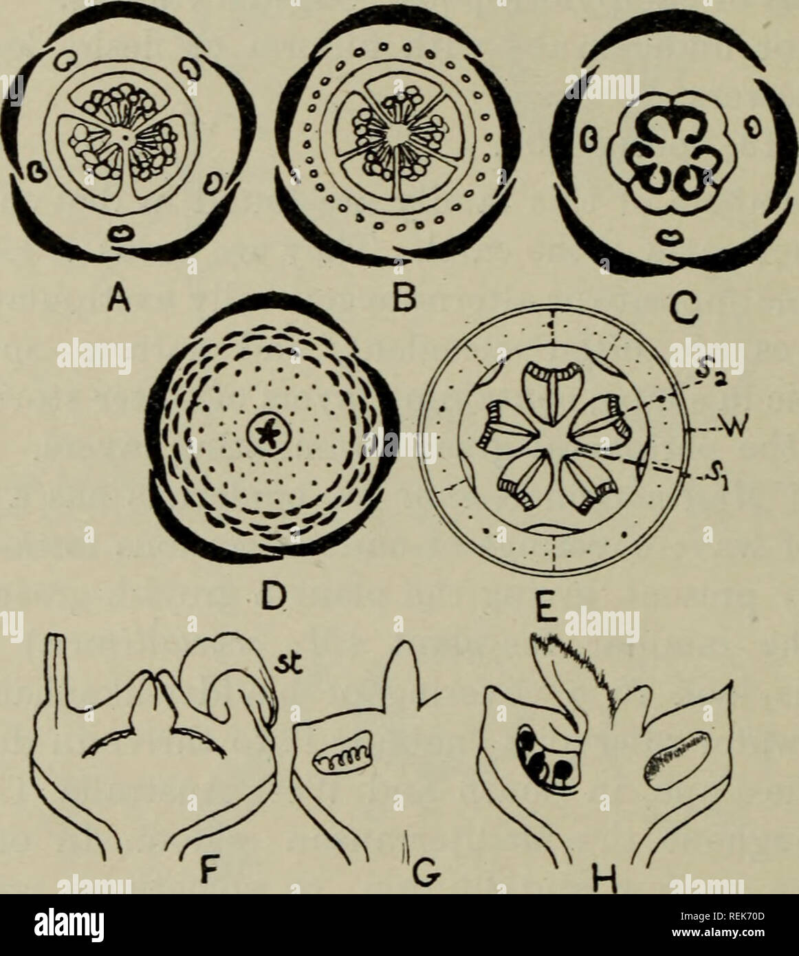 . The classification of flowering plants. Plants. 112 FLOWERING PLANTS containing three whorls, a perianth, staminal andcarpellary, as seenmSesuviumpentandrum (fig. 52, A). The number of stamens maybe reduced as inMoUugo verticillata,a, very vs,TisbheSouth American species (fig. 52, C). More often, however, spHtting of the original five staminal rudiments occurs, producing a larger number of stamens (fig. 52, B) which are free or united in bundles, or monadelphous at the base. In many cases, as. Fig. 52. A. Floral diagram of Sesuvium pentandrum. B. Floral diagram of S. Portulacastrum. C. Flor Stock Photo