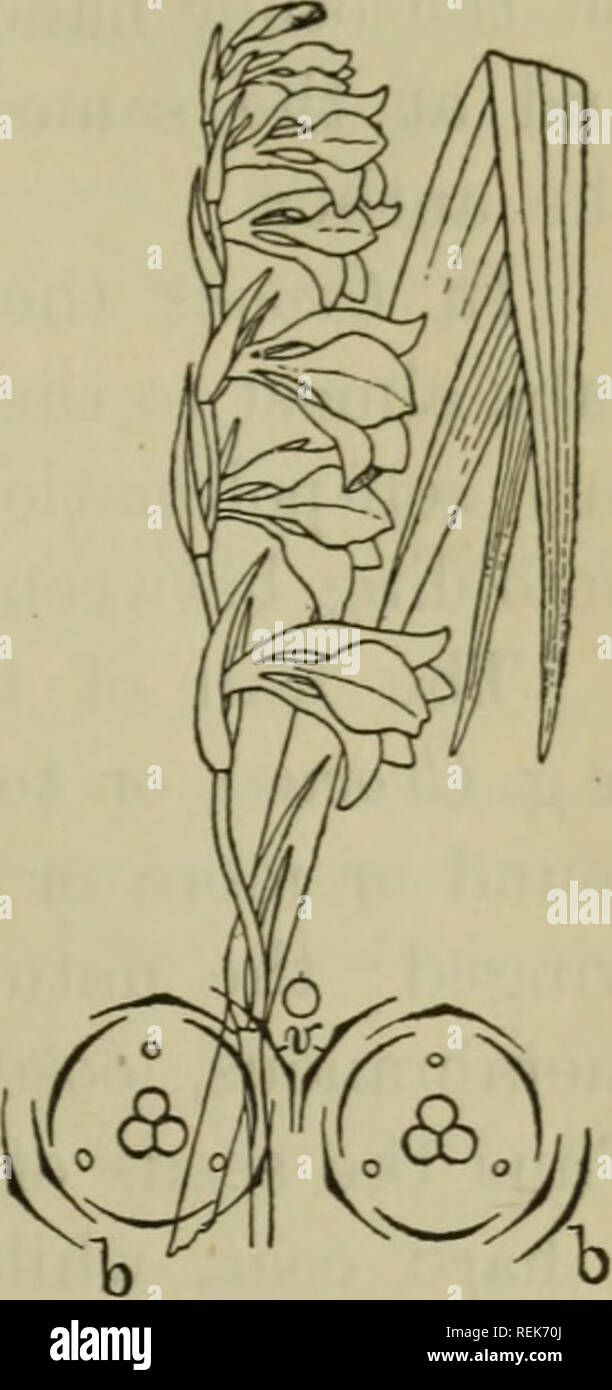 . The classification of flowering plants. Plants. V] IRIDACEAE 321 segments, are free or connate below forming a tube (e.g. Sisi/rinchium). The structure of the three style-arms shews remarkable variation, affording useful characters for the dis- tinction of genera or small groups of genera. In Sisyrinchium^ in Gladiolus, and in the nearly allied genera the style-arms are simple (undivided). In Freesia, Watsonia and allies they are short and bifid; in Crocus they are simple and flattened or very variously divided, and in Iris and allied genera large, broad and petaloid. In Iris and allied gene Stock Photo
