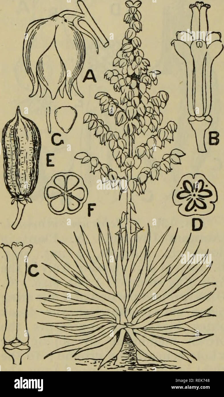 The classification of flowering plants. Plants. 296 FLOWERING PLANTS [CH.  bulb or short rhizome. Inflorescence an apparent umbel formed of several  shortened monochasial cymes, and subtended by a pair of more