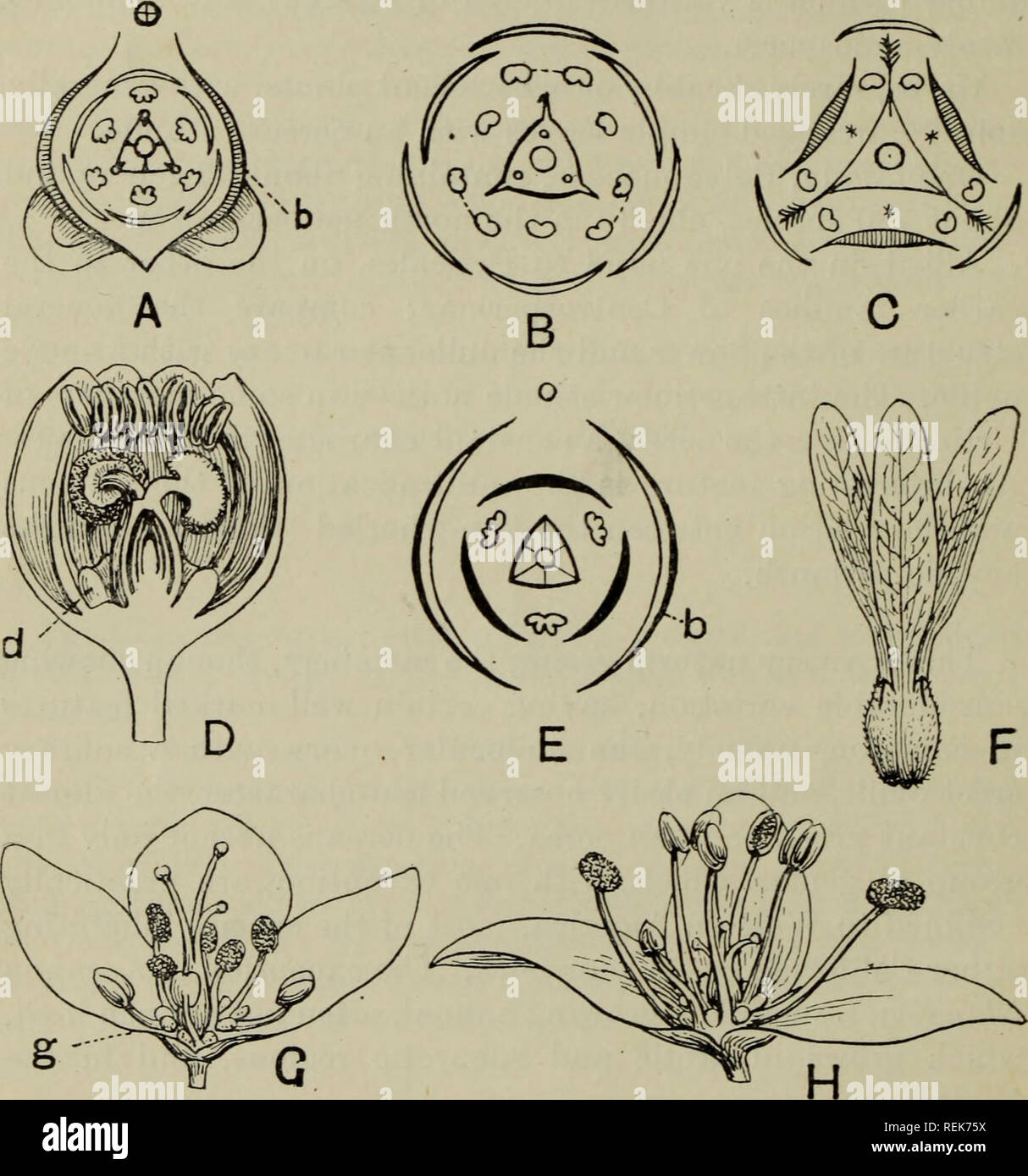 . The classification of flowering plants. Plants. 82 FLOWERING PLANTS but sometimes, especially in mountain species, woolly or covered with a thick felt. The edges of the leaf are rolled back in the bud. Crystals of calcium oxalate are frequently present in the cells. The small flowers are borne. Fig. 33. A. Floral diagram of Pterostegia shewing persistent winged bracteoles, 6. B. Floral diagram of Rheum. C. Floral diagram of Rumex. T&gt;. Flower of Rheum officinale in vertical section; d, nectar-secreting disc. E. Floral dia- gram of Koenigia; b, bracteoles. F. Fruit of Triplaris. G, H. Dimor Stock Photo