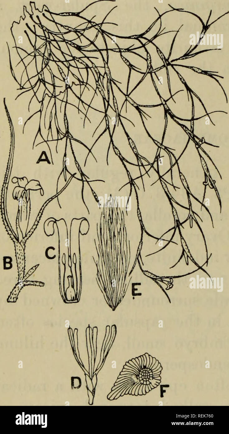. The classification of flowering plants. Plants. 278 FLOWERING PLANTS [CH. a source of nitrogenous food is illustrated by an experiment by Mez, who kept alive and in good health for a year a Vriesia, suspended free and deprived of its roots, by filling the sheath- cavity with water containing a five per cent, solution of ammo- nium carbonate, with the addi- tion of a little nitre, phosphoric acid, and sulphates of calcium and iron. The leaves shew well- marked xero phytic characters, namely,a strongly cuticularised epidermis and a development of water-storing parenchyma between the epidermis  Stock Photo