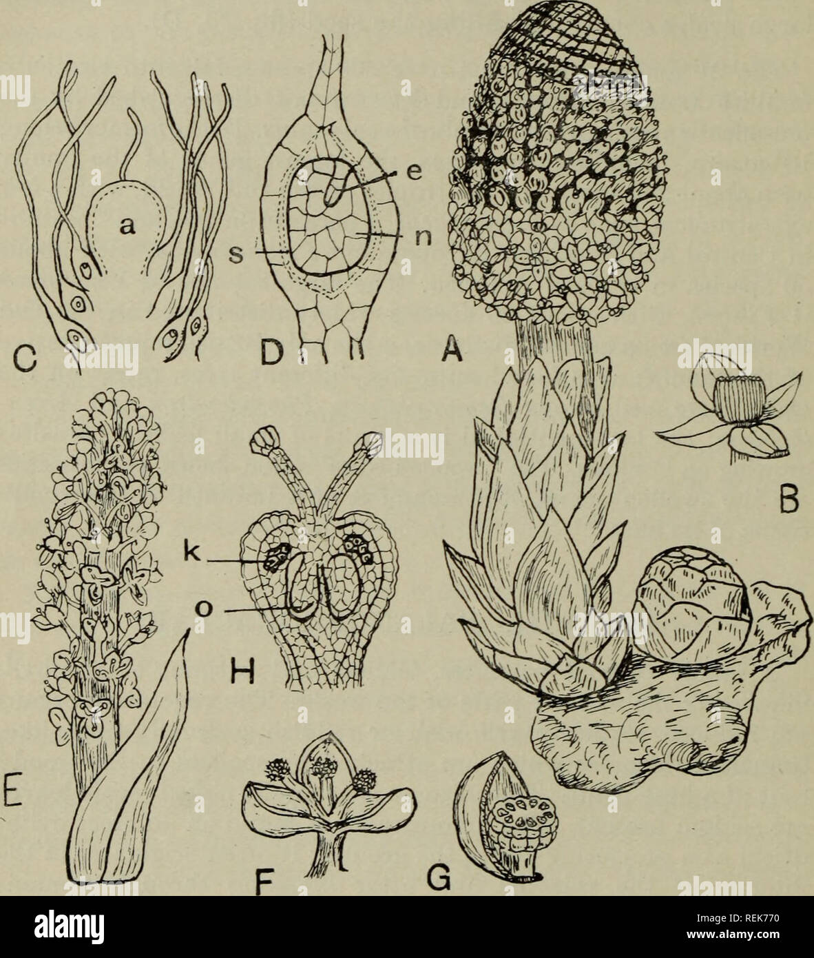 . The classification of flowering plants. Plants. 72 FLOWERING PLANTS reduced to an embryo-sac, and often united with the ovary-wall. The fruit is a nut containing one seed which consists merely of a. Fig. 28. A. Male plant of Balanophora dioica. B. Male flower of B. elongata. C. Portion of female spike cut vertically shewdng sterile apex, a, and several flowers each consisting of an ovary with, a single pendulous ovule and a long thread-like style. D. Fruit of B. elongata in vertical section; s, seed; e, embryo; n, endosperm. E. Branch of male inflorescence of Sarcophyte sanguinea. F. One mal Stock Photo