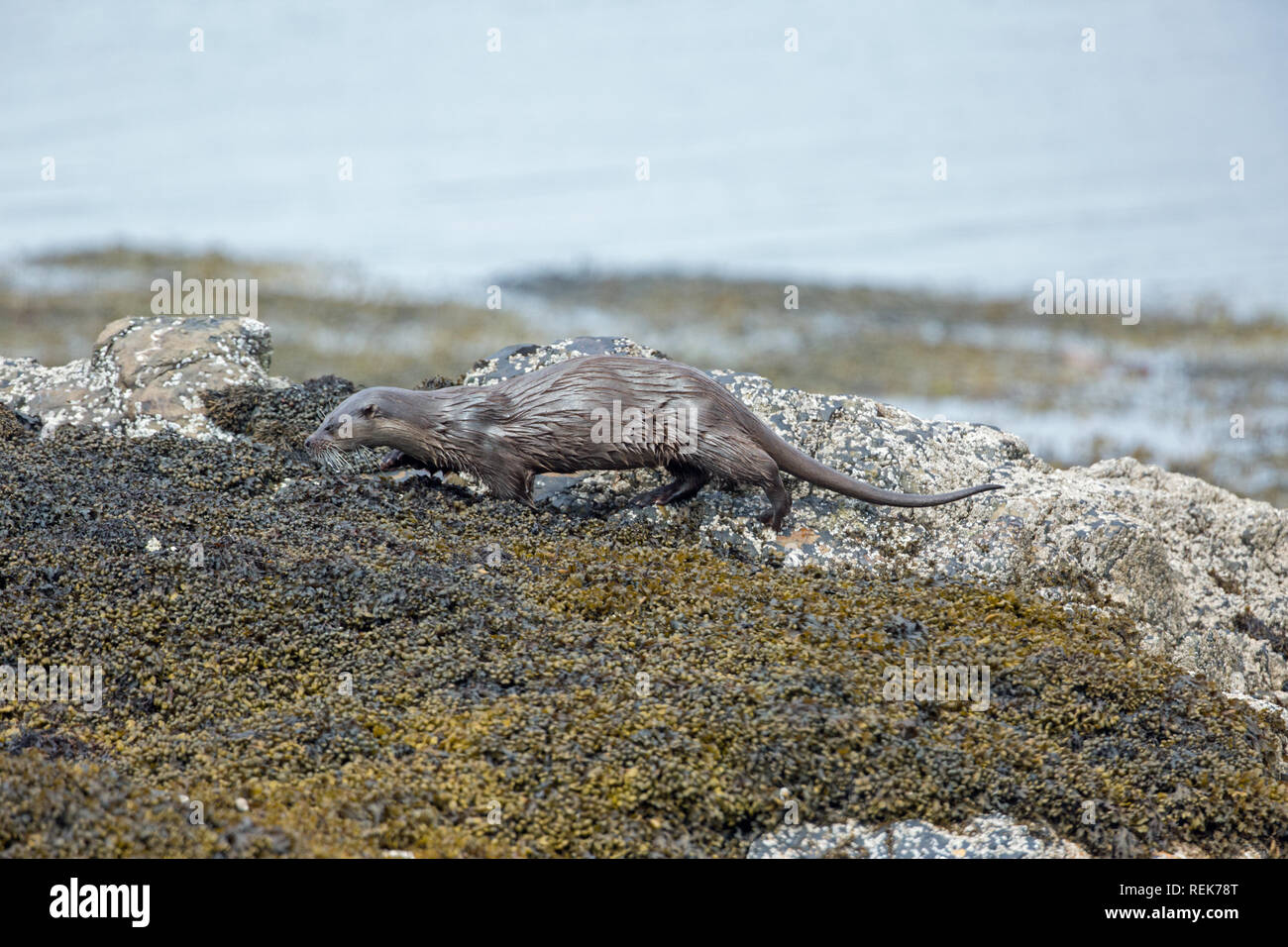 Otter (Lutra lutra). Pelage fur, coming to “V” pointed ended groups, aiding the shedding of water.  Moving over Bladder Wrack brown seaweed and Acorn Barnacles. Stock Photo