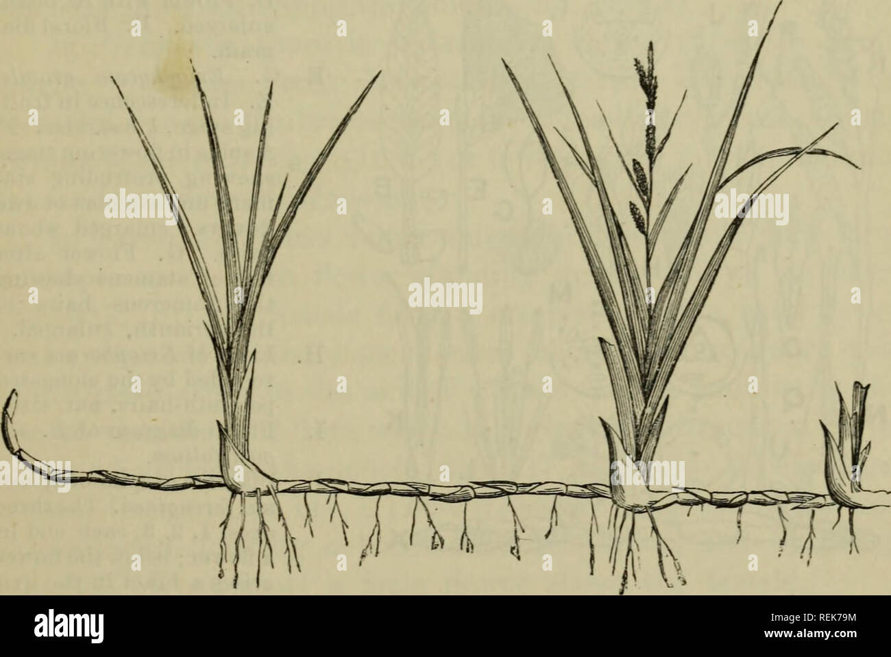 . The classification of flowering plants. Plants. V] CYPERACEAE 243 ...