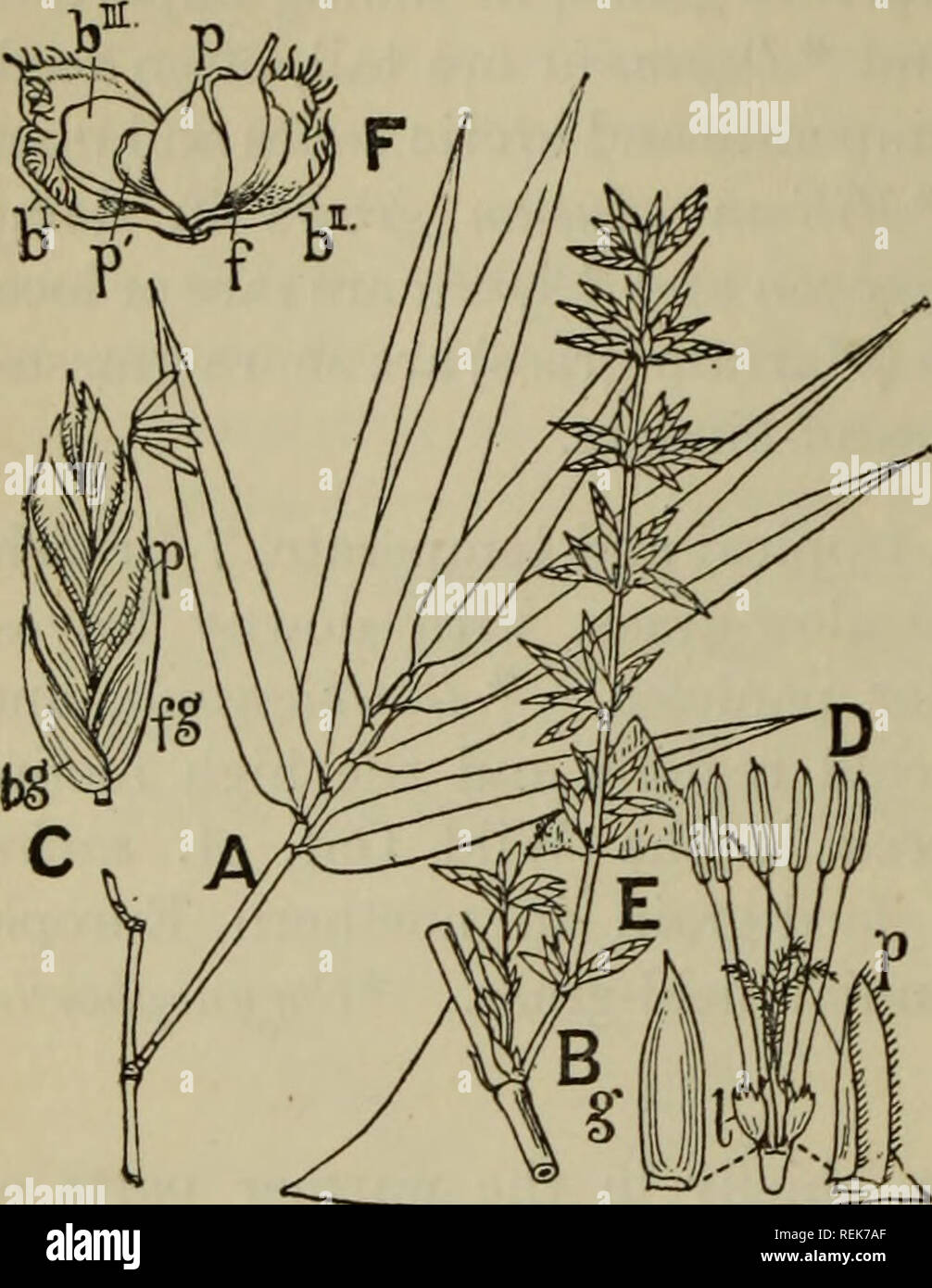 . The classification of flowering plants. Plants. 240 FLOWERING PLANTS and alpine grasses. Glyceria^. Fig. 113, A—E. Bambusa arundinacea. A. Leaf-bearing branch. B. Branch of inflorescence. C. Spikelet; bg, barren glume ; fg, fertile glume; p, pale. D. Flower dissected ; g, fertile glume ; 2?, pale ; lodicule. E. (Behind) large sheath with rudimentary blade. F. Female spikelet of Zea Mays, b^, 6&quot;&quot;, barren glumes; /, fertile glume; p, pale enveloping the lower part of the ripening ovary which bears the base of the single stigma; p', pale of second, aborted flower. After Nees. A, B, E, Stock Photo
