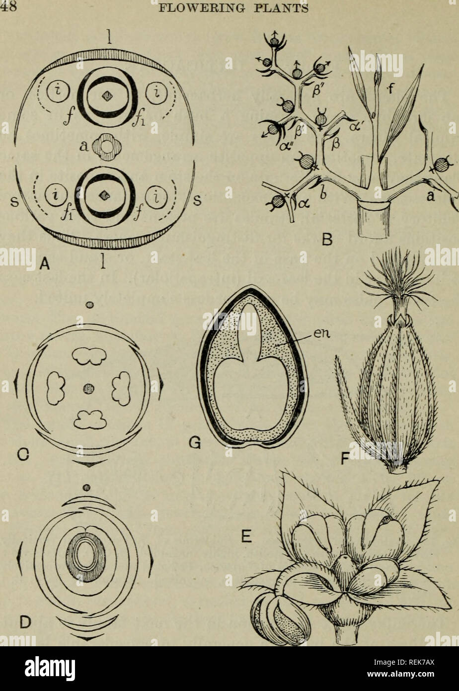 . The classification of flowering plants. Plants. Fig. 14. A. Ground-plan of inflorescence of Urtica dioica; a, main stem bearing a pair of leaves, I, in the axils of which arise two foliage-shoots, the first pair of (unequal) leaves of which are represented by/, Z^; an inflorescence, i, is borne in the axil? of the suppressed pair of fore-leaves of each shoot, indicated by a dotted line, and apparently springs from the stipule, s, of the main leaf. B. Plan of inflorescence of Parietaria erecta. The inflorescences spring in pairs from the base of the short foliage-shoot /; the fore-leaf is her Stock Photo
