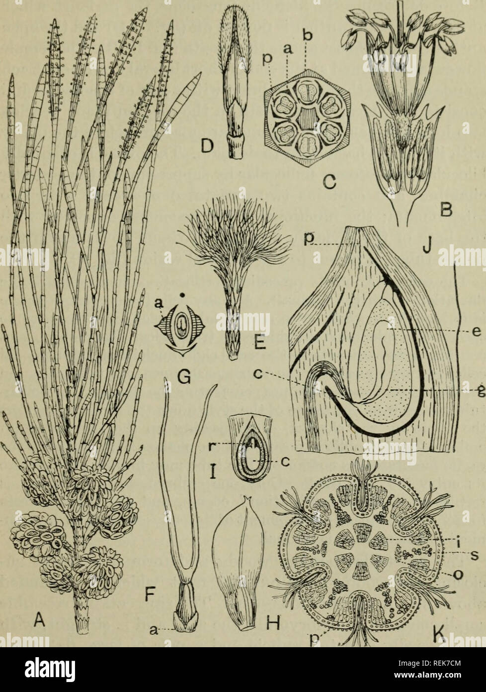 . The classification of flowering plants. Plants. CASUARINACEAE 37. Fig. 10. Casuarina equisetifolia. A. Shoot ^vith. male inflorescences and fruits. B. Portion of male inflorescence, two whorls; the lower sheath is cut open shewing young flowers. C. Diagram of a whorl of male flowers; b, bract; a, bracteole; p, perianth. D. Male flower before elongation of the filament; the perianth-leaves are being carried up on the anther. E. Female in- florescence, with long, protruding stigmas. F. Female flower; a, bracteole. G. Diagram of same. H. Fruit. I. Lower portion of same with longitudinal section Stock Photo