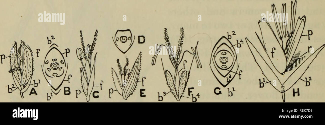 . The classification of flowering plants. Plants. 228 FLOWERING PLANTS [CH. by their almost complete abortion. Occasionally, as in Reimaria (a small American genus), there is but one barren glume, generally there are two, sometimes more than two, as in Anthoxanthum (figs. 102, 103, G). Where there are more than two, many authors consider that the third and higher represent barren flowers, a view which is favoured by the occasional presence of a male flower or of a barren, often rudimentary, pale. Thus in the large genus Panicum, many species have three empty glumes, but frequently the third su Stock Photo