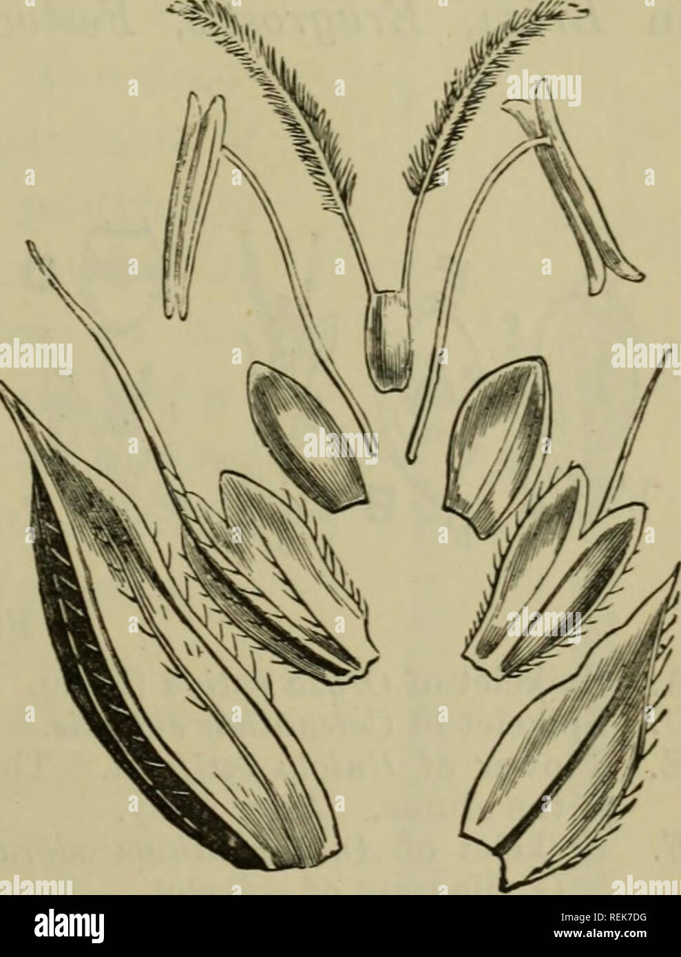 . The classification of flowering plants. Plants. GRAMINEAE 227 upon