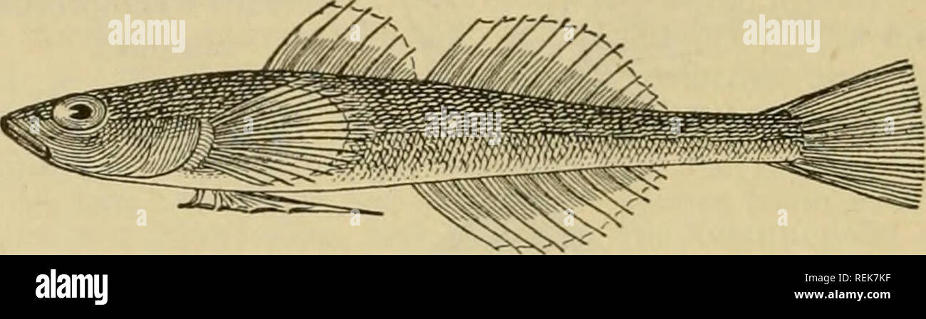 . Dr. Johannes Leunis Synopsis der thierkunde. Ein handbuch für höhere lehranstalten und für alle, welche sich wissenschaftlich mit der naturgeschichte der thiere beschäftigen wollen. Animals. gig. 535. 5Bovbevteib ber ©(^rearjs grunbcl, Gobius niger, eon unten gefeiten, um bie awi ber a$ercinigung ber ä3au(f)f(offen entftan= bcnc Scheibe 5U äcigcn. 3triifcf)cn ben einanber fel)r genäherten fingen jreei fkine ©ruben; ber ©eitenünie entlang etwa 40 ©c^uppen; bräunUc^oIioenfarben, bunffer marmorirt; Sänge 10 big 15 «n. 9^orbfee, atlantifc^e unb 9}Jittclmecr = tüfte (äuro^ai^. * G. minühis^) L. k Stock Photo