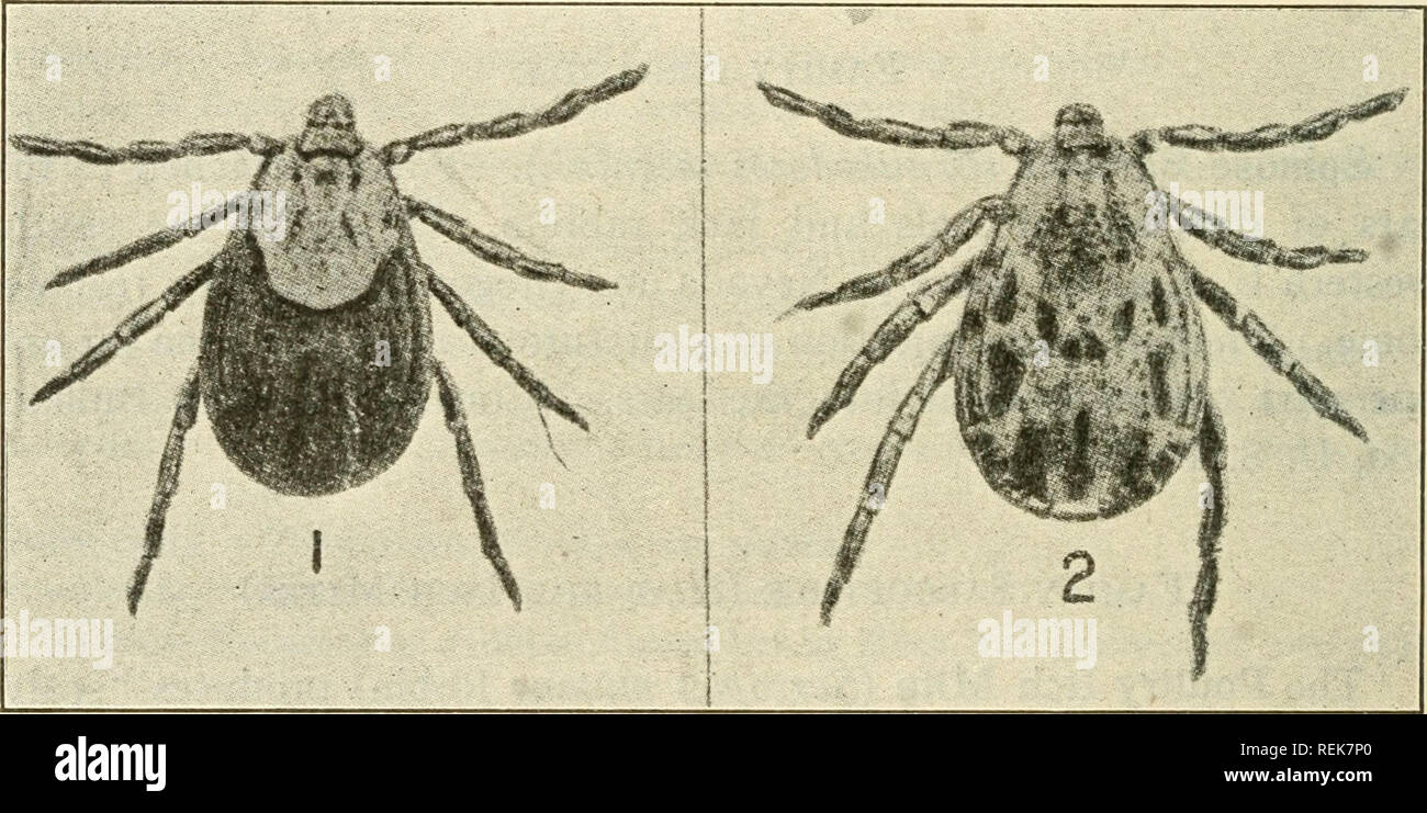 . Class book of economic entomology. Insects, Injurious and beneficial