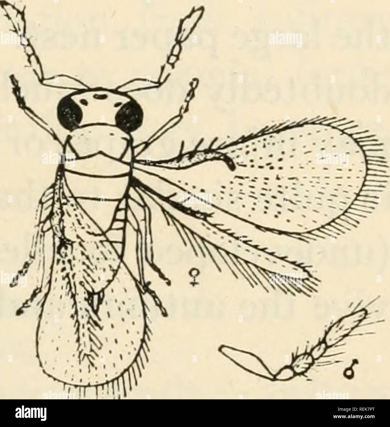 . Class book of economic entomology. Insects, Injurious and beneficial. [from old catalog]; Insects; Insects. CLASSIFICATION AND DESCRIPTION OF COMMON INSECTS 355 B. Pronotal spot minute.—hordei. BB, Pronotal spot large, distinct. C. Second abdominal segment longer than fourth and fifth together.— secale. CC. Second abdominal segment shorter than fourth and fifth together. —tritici. Apple Seed Chalcid (Syntomaspis druparum Boh.).—An introduced insect from Europe. Well distributed in the Northern States. Causes deformities and corky discolored streaks in the fruit when repeated puncturing occur Stock Photo