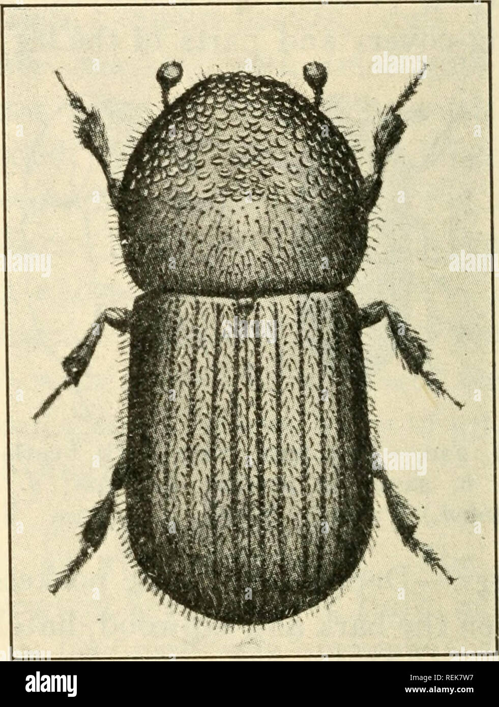 . Class book of economic entomology. Insects, Injurious and beneficial. [from old catalog]; Insects; Insects. a *h Fig. 221.—Galleries of the fruit tree bark beetle on twig under bark: a, a, main galleries; b, b, side or larval galleries; c, c, pupal cells. Natural size. (Ratzeburg.). Fig. 222.—Shot-hole borer (Anisandrus pyri). {After Swaine, Bui. 14, En^. Bur. Can.) holes in healthy limbs from which much sap exudes following season. Hibernates. Eggs.—Small, white; 80 to 160; laid in niches along sides of egg- tunnel or brood chamber in spring. Hatch in 17-20 days. Larvce.—White; head yelowis Stock Photo