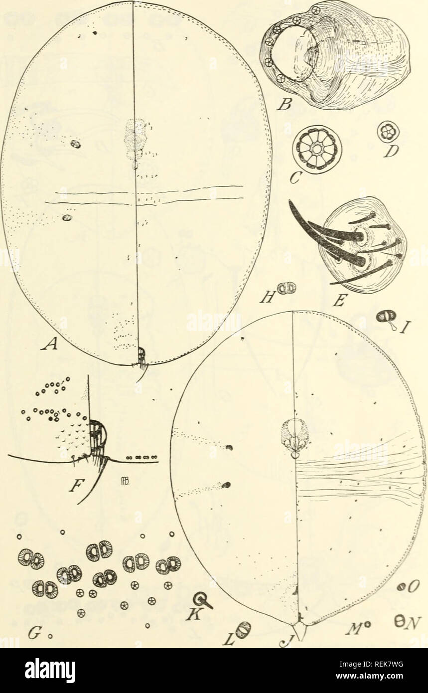 A Classification Of The Scale Insect Genus Asterolecanium Asterolecanium Scale Insects The Scale Insect Genus Aster Ole Caxium 241 Figure Q Astcrolcvanium Arabidi A Outline X 40 Gt Sp A A X