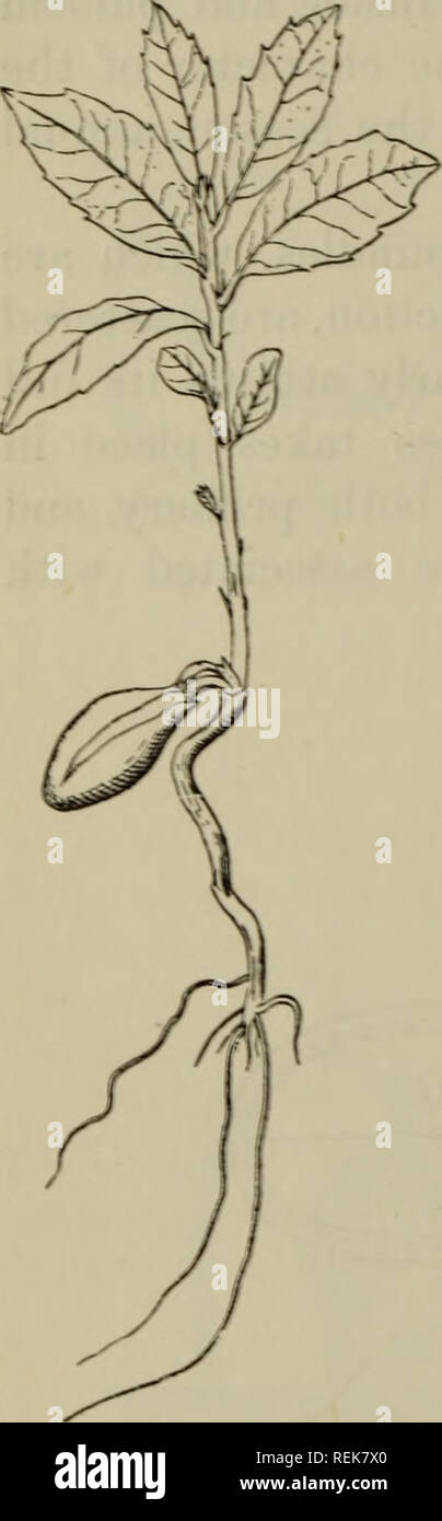 . The classification of flowering plants. Plants. 130 FLOWERING PLANTS [CH. and Pimpernel, when developed in the axil of a leaf. The leaf in the axil of which a flower arises is termed a bract. Very frequently the flower-bearing portion of the plant is sharply distinguished from the vegetative portion, forming a more or less elaborate branch- system in which the bracts subtending the branches or flower-stalks (pedicels) are small and scale-like. Bracts may be suppressed and the inflorescence ebracteate, as in the spadix of Aroids or the raceme of Crucifers. On the flower-stalk itself one or tw Stock Photo