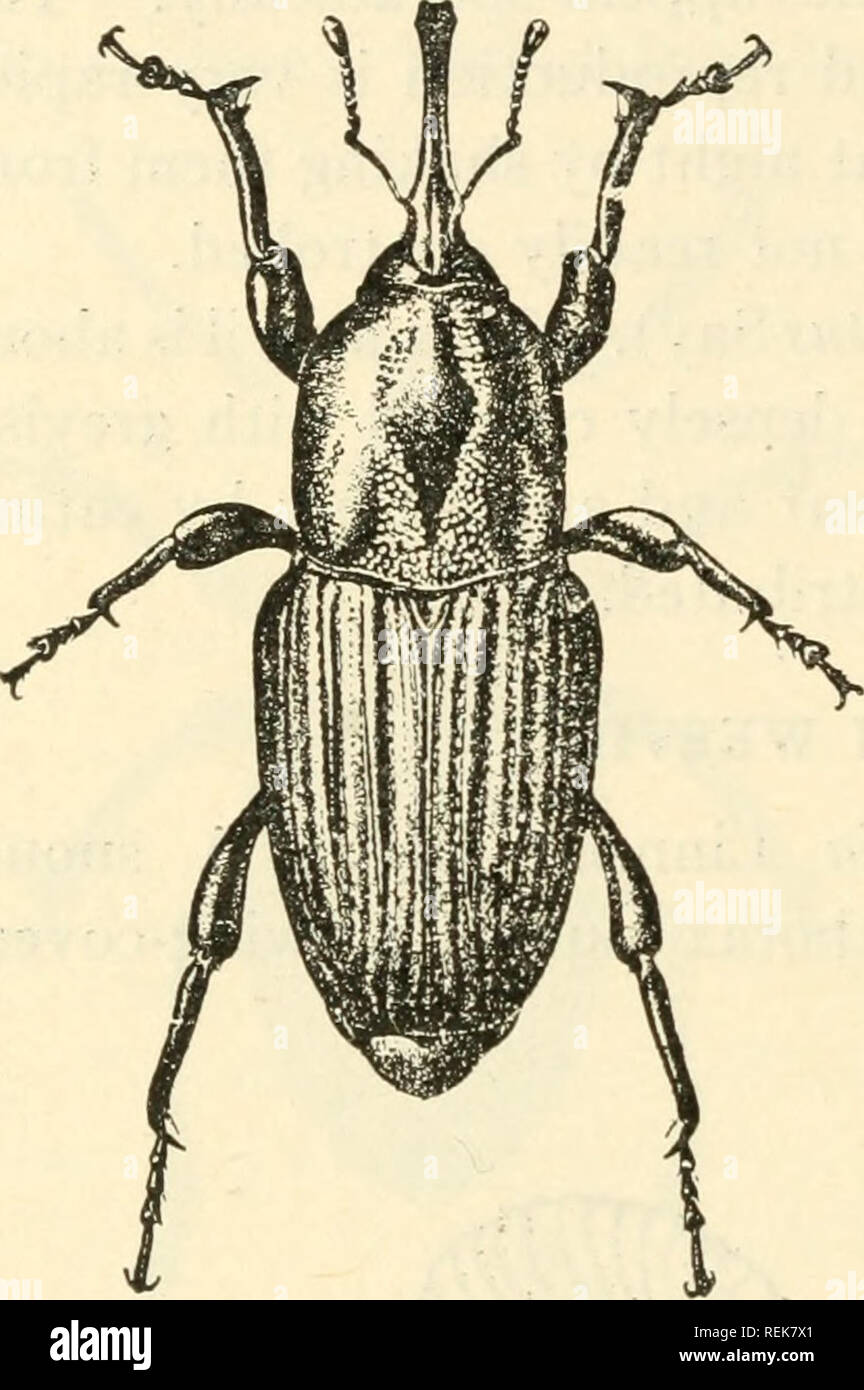 What Do Weevils Look Like? A Closer Look At The Pests In