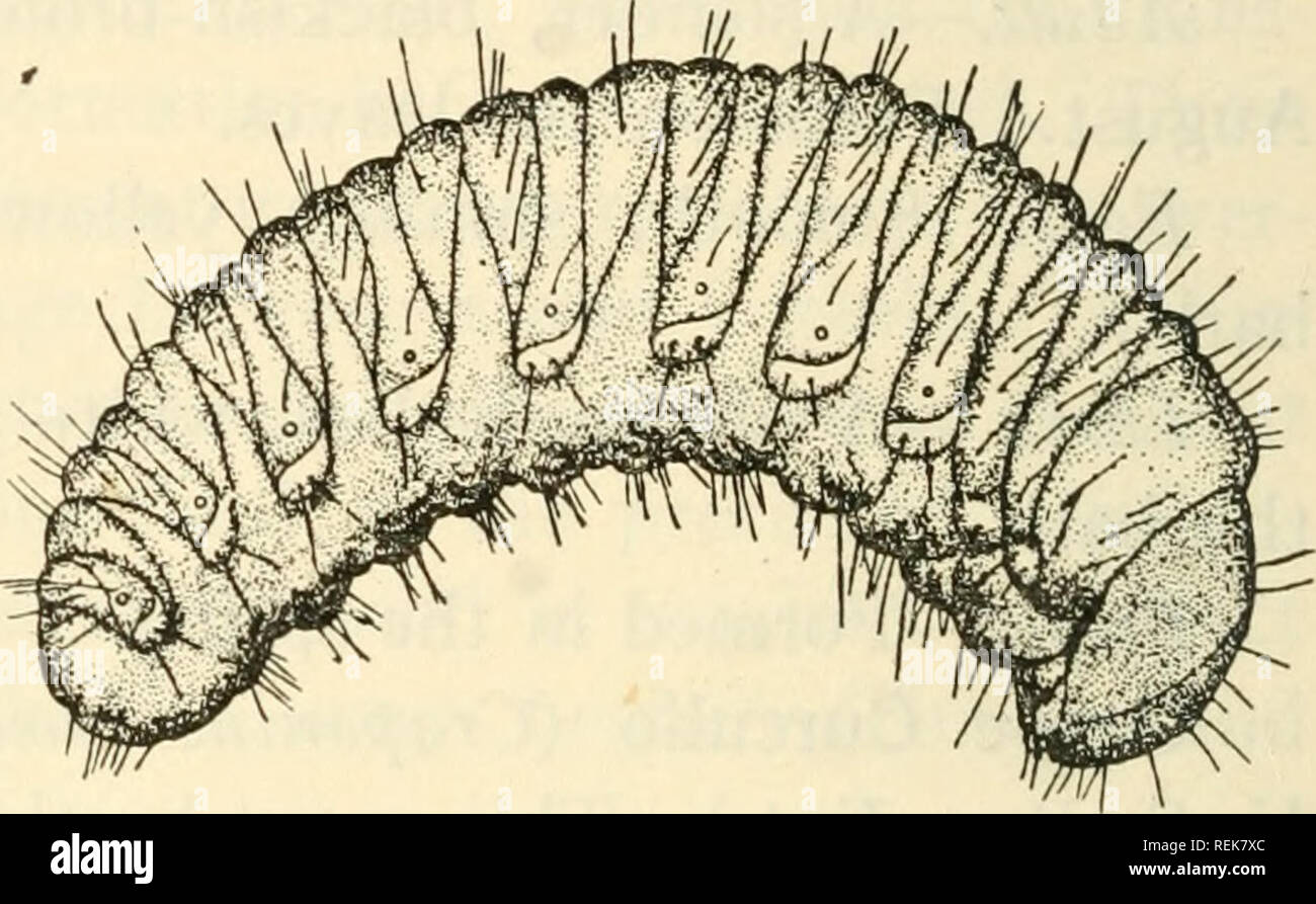 . Class book of economic entomology. Insects, Injurious and beneficial. [from old catalog]; Insects; Insects. Fig. 217.—Strawberry root weevil (Otiorhynchus ovatus) and its grub. Treherne, Bui. 8, Div. Ent., Dept. Agric, Can.) {After Larva.—A small white grub % inch long; feeds on roots of straw- berry, clover, timothy, rhubarb, rumex; lasts about 7 months. Winters partly grown. Pupa.—Four to eight inches below surface; lasts from 21 to 24 days. May-June. Control.—Rotation of crops as two-and three-year plantations suffer most; thorough cultivation; growing of suitable varieties; use of chicke Stock Photo
