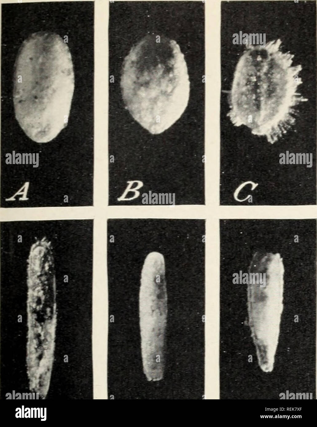 A Classification Of The Scale Insect Genus Asterolecanium Asterolecanium Scale Insects Miscellaneous Publication 424 U S Dept Of Agriculture Plate 9 D Y I K 1 J 0 I H M