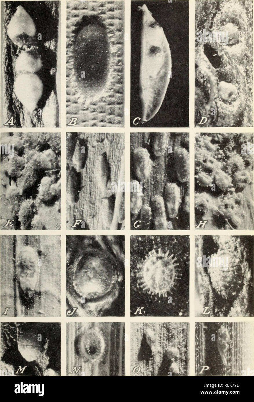 . A classification of the scale insect genus Asterolecanium. Asterolecanium; Scale insects. Miscellaneous Publication 424, U. S. Dept. of Agriculture PLATE 5. Species of Asterolecanium. A, lacrimula; D, notabile; C, vitreum; D, viennae; E, miliaris miliar is; F, miliaria robustum; G, sabalis; II, coronatum; I, hilli; J, variolosum; K, epidendri; L, viridulum; M, quadrisetosum; X, radiatum; 0, soleyiophoroides; P, emulation.. Please note that these images are extracted from scanned page images that may have been digitally enhanced for readability - coloration and appearance of these illustratio Stock Photo