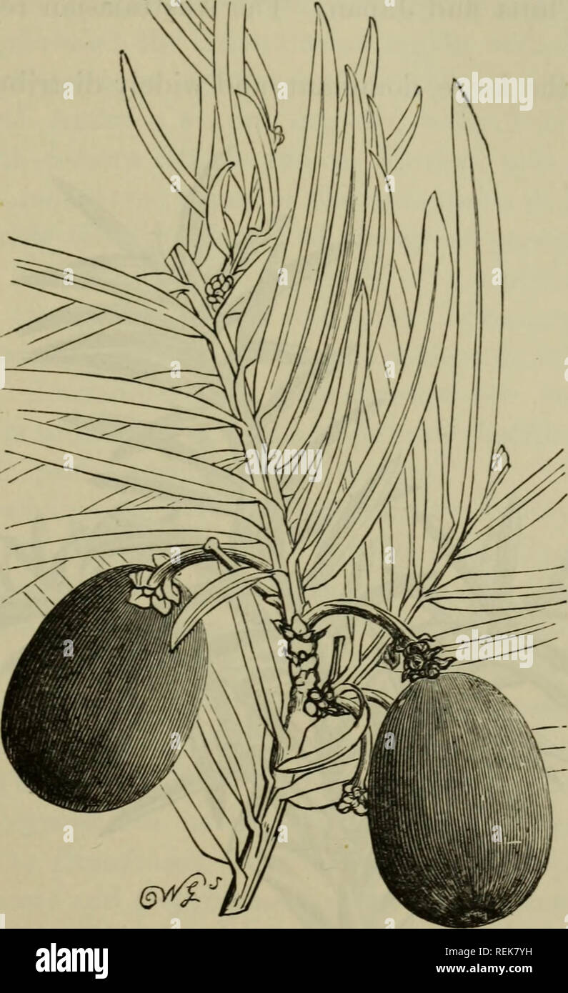 . The classification of flowering plants. Plants. in] CONIFERAE 109 ...