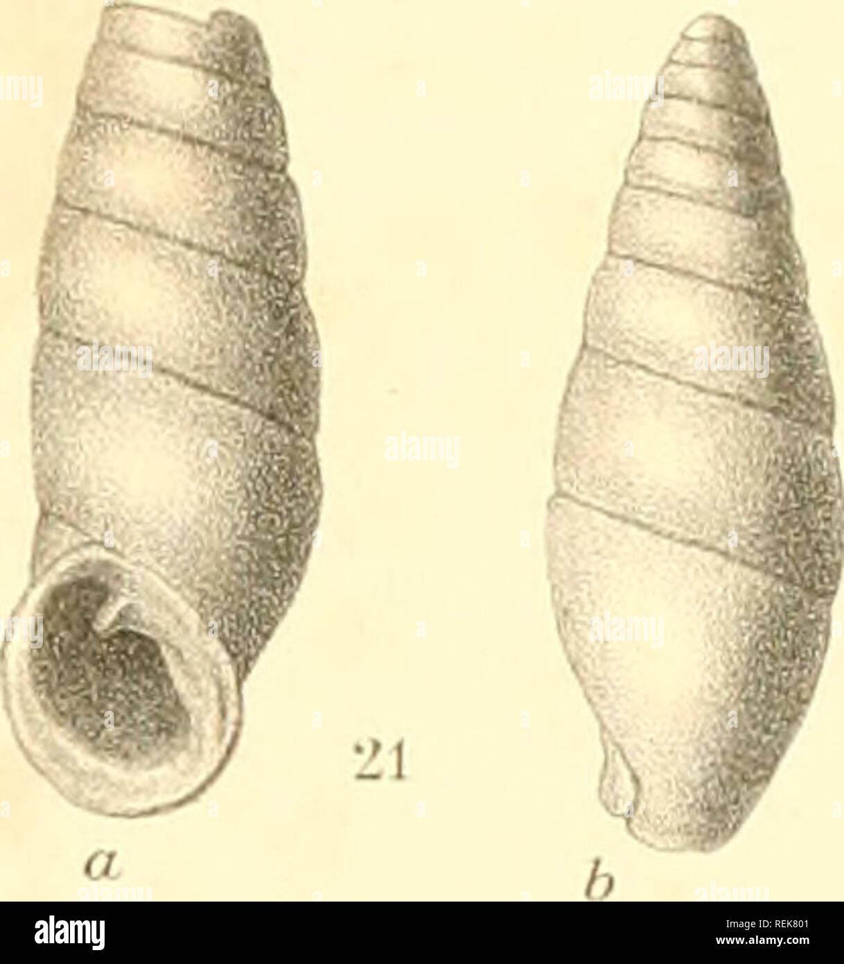 . Clausilienstudien. Clausiliidae. . Please note that these images are extracted from scanned page images that may have been digitally enhanced for readability - coloration and appearance of these illustrations may not perfectly resemble the original work.. Boettger, Oskar. Cassel, T. Fisher Stock Photo