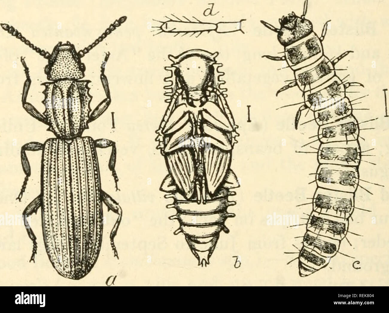 . Class book of economic entomology. Insects, Injurious and beneficial. [from old catalog]; Insects; Insects. 326 ECONOMIC ENTOMOLOGY covers variable in color—-purple, green or coppery. Often destruc- tive in the West to leguminous crops. June-August. Control.—-Spray with arsenical solution. CUCUJIDiE Saw-toothed Grain-beetle (Silvanus surinamensis Linn.).—A widely distributed beetle, feeding on stored grain and their products, and on starchy goods (Fig. 211). Adult.—-A minute flattened chocolate-brown beetle; margins of thorax with six tooth-like projections; Jfo inch long; two grooves in tho Stock Photo