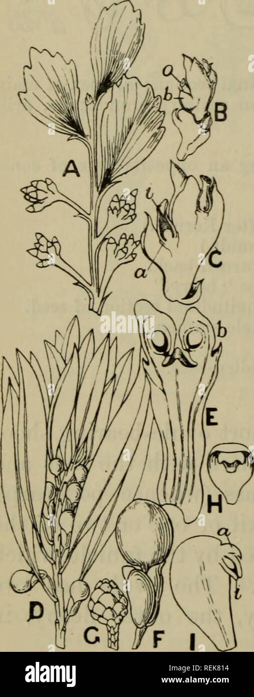 . The classification of flowering plants. Plants. 94 FLOWERING PLANTS [CH. associated in