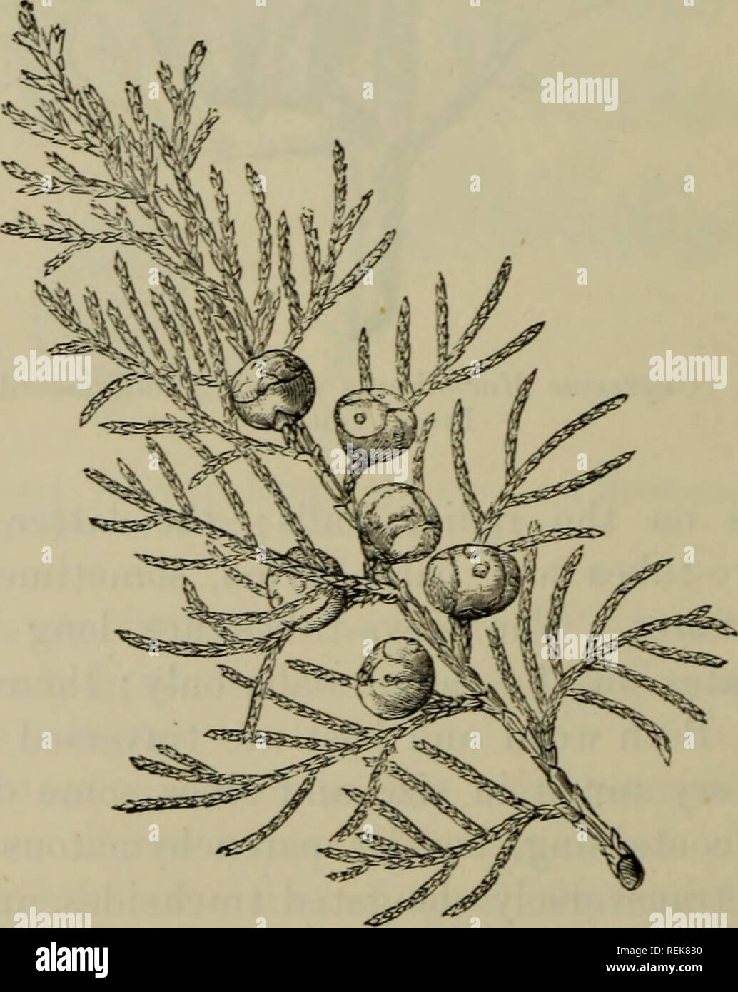 . The classification of flowering plants. Plants. Fig. 22. Juniperus drupacea with homomorphic leaves in whorls of three. From Yeitch.. Fig. 23. Juniperus thurifera, a heteromorphic species shewing concrescent squamiform leaves in decussate pairs characteristic of the adult shoots; on young plants and vigorous shoots of older ones the leaves are acicular and in whorls of three as in J. drupacea. From Veitch.. Please note that these images are extracted from scanned page images that may have been digitally enhanced for readability - coloration and appearance of these illustrations may not perfe Stock Photo
