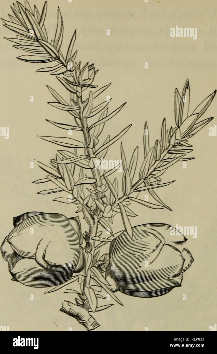 . The classification of flowering plants. Plants. 84 FLOWERING PLANTS [CH.. Fig. 22. Juniperus drupacea with homomorphic leaves in whorls of three. From Yeitch.. Please note that these images are extracted from scanned page images that may have been digitally enhanced for readability - coloration and appearance of these illustrations may not perfectly resemble the original work.. Rendle, A. B. (Alfred Barton), 1865-1938. Cambridge, University press Stock Photo