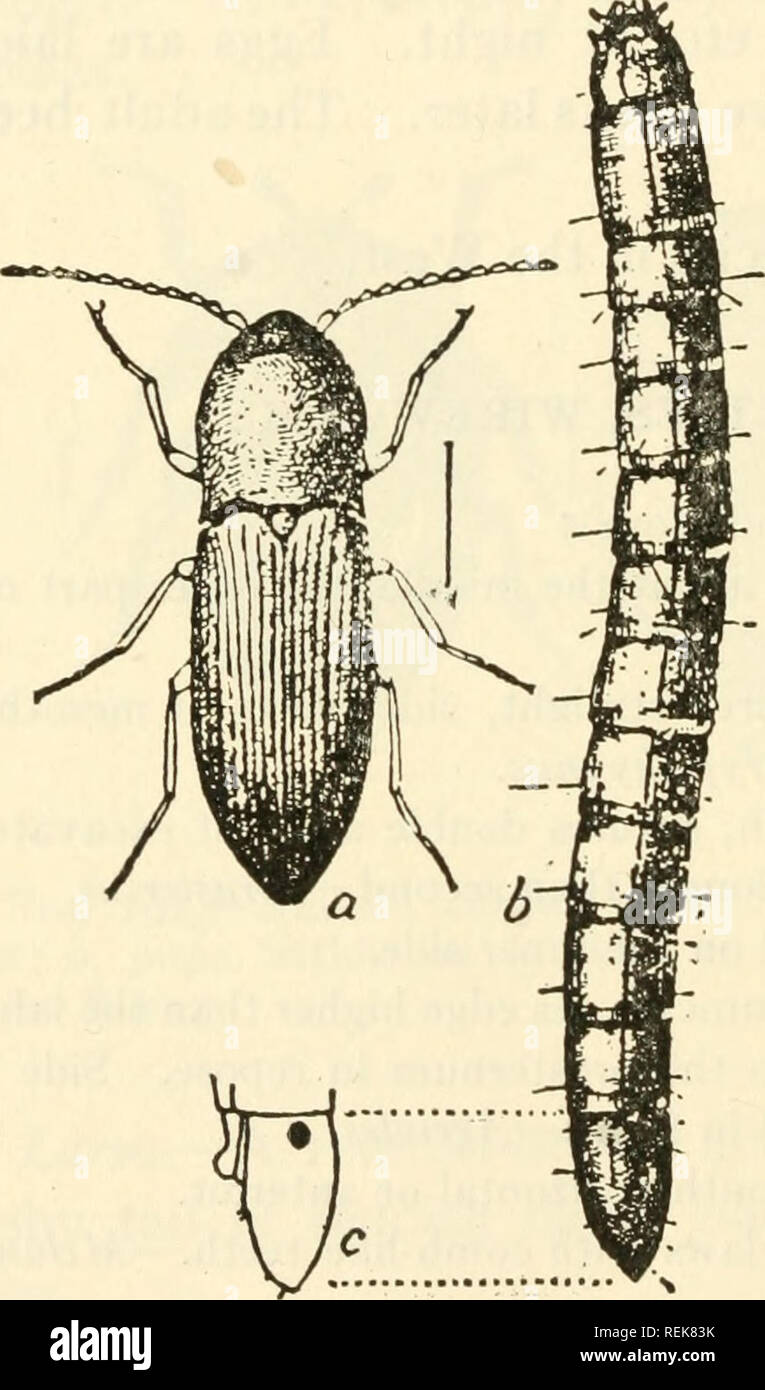 Page 2 - Agriotes High Resolution Stock Photography and Images - Alamy