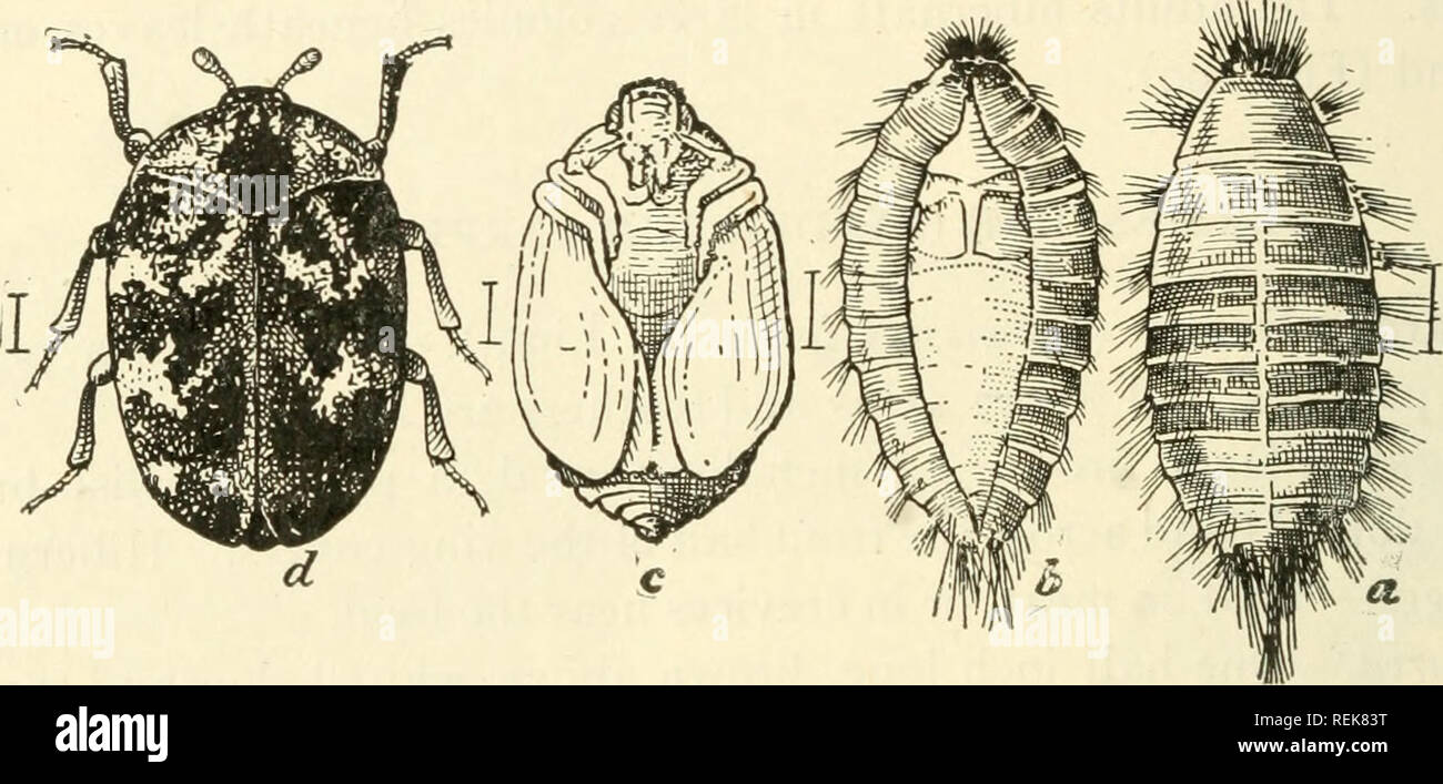 . Class book of economic entomology. Insects, Injurious and beneficial. [from old catalog]; Insects; Insects. 292 ECONOMIC ENTOMOLOGY rapidly, but may be retarded by cold weather or by lack of food. Normally six moults; feeds on woolens. Pupa.—Yellowish, formed within a larval skin. Control.—Use rugs; remove and beat the carpets, and spray them with gasoline; scrub the floors with soap and water; spray floors with gasoline, and fill the cracks with putty. Black Carpet Beetle {Attagenus piceus Oliv.).—Introduced from Europe. Injury done by the larva. Adult.—A small black oval beetle, smaller th Stock Photo