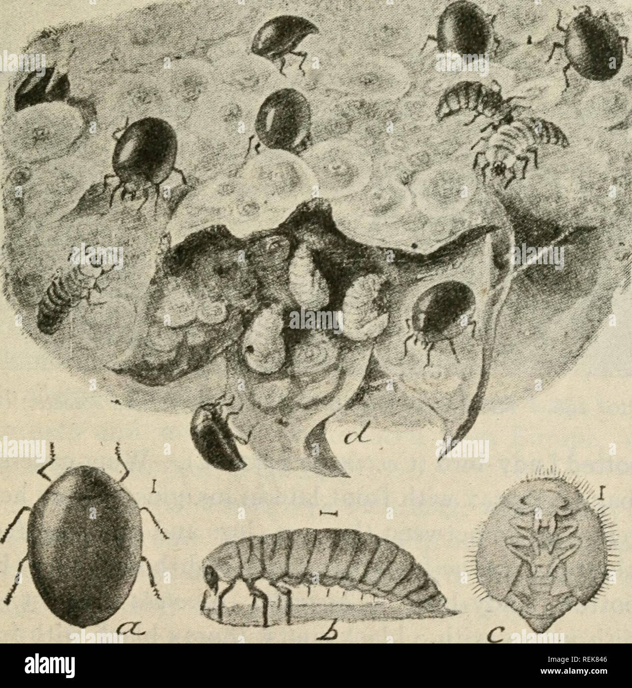 . Class book of economic entomology. Insects, Injurious and beneficial. [from old catalog]; Insects; Insects. Fig. 188.—Lady-bird beetles: a, a 2-spotted lady-beetle (Adalia bipunctata); b, the convergent lady-beetle {Hippodamia convey gens); c, the g-spotted lady- beetle (Coccinella g-notata); d, twice-stabbed lady-bird (Chilocorus bivulnertis); e, the 5-spotted lady-beetle (C. $-notala). {After Briiton.). Pig. iSQ.—Pentilia misella LeC: a, beetle; b, larva; c, pupa; d, blossom end of scale infested pear, showing beetles and their larvae feeding upon the scales, all greatly enlarged. {After H Stock Photo