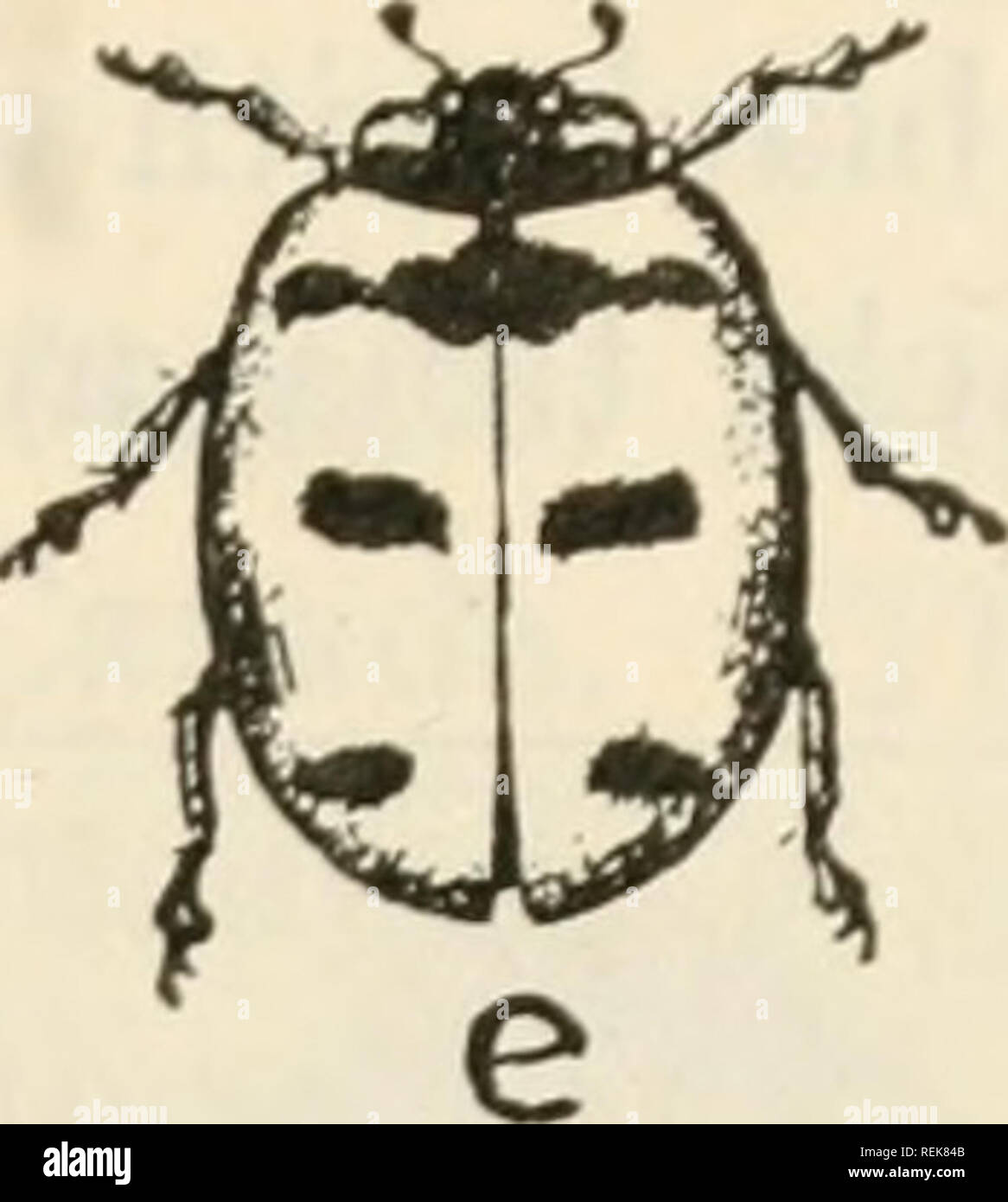 . Class book of economic entomology. Insects, Injurious and beneficial. [from old catalog]; Insects; Insects. Fig. 188.—Lady-bird beetles: a, a 2-spotted lady-beetle (Adalia bipunctata); b, the convergent lady-beetle {Hippodamia convey gens); c, the g-spotted lady- beetle (Coccinella g-notata); d, twice-stabbed lady-bird (Chilocorus bivulnertis); e, the 5-spotted lady-beetle (C. $-notala). {After Briiton.). Please note that these images are extracted from scanned page images that may have been digitally enhanced for readability - coloration and appearance of these illustrations may not perfect Stock Photo