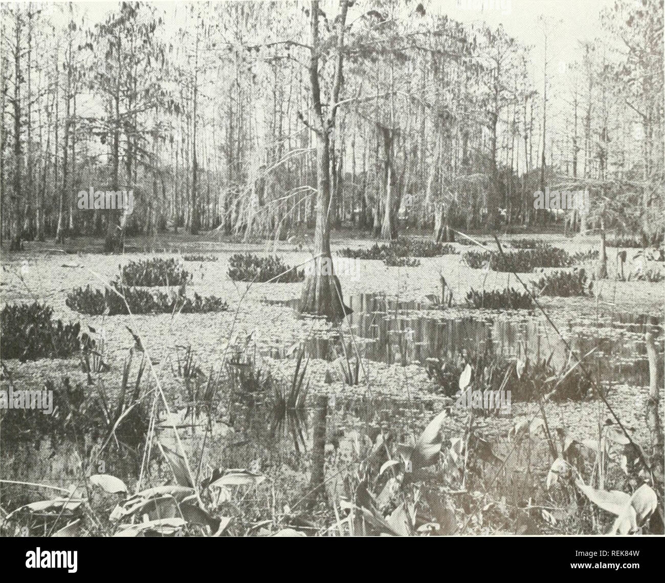 . Classification of wetlands and deepwater habitats of the United States. Wetlands -- United States; Wetland ecology -- United States; Aquatic ecology -- United States. 101. Plate 54.—Classification: system Palustrine, class Aquatic Bed (foreground). Forested Wetland (background), subclass Floating (foreground) and Needle-leaved Deciduous (background), water regime Permanently Flooded, water CHEMISTRY Fresh. The dominant plant in the foreground is water lettuce (Pistia stratiotes) and in the background bald cypress (Taxodium distichum). The subordinate species is arrowhead {Sagittaria spp.). ( Stock Photo