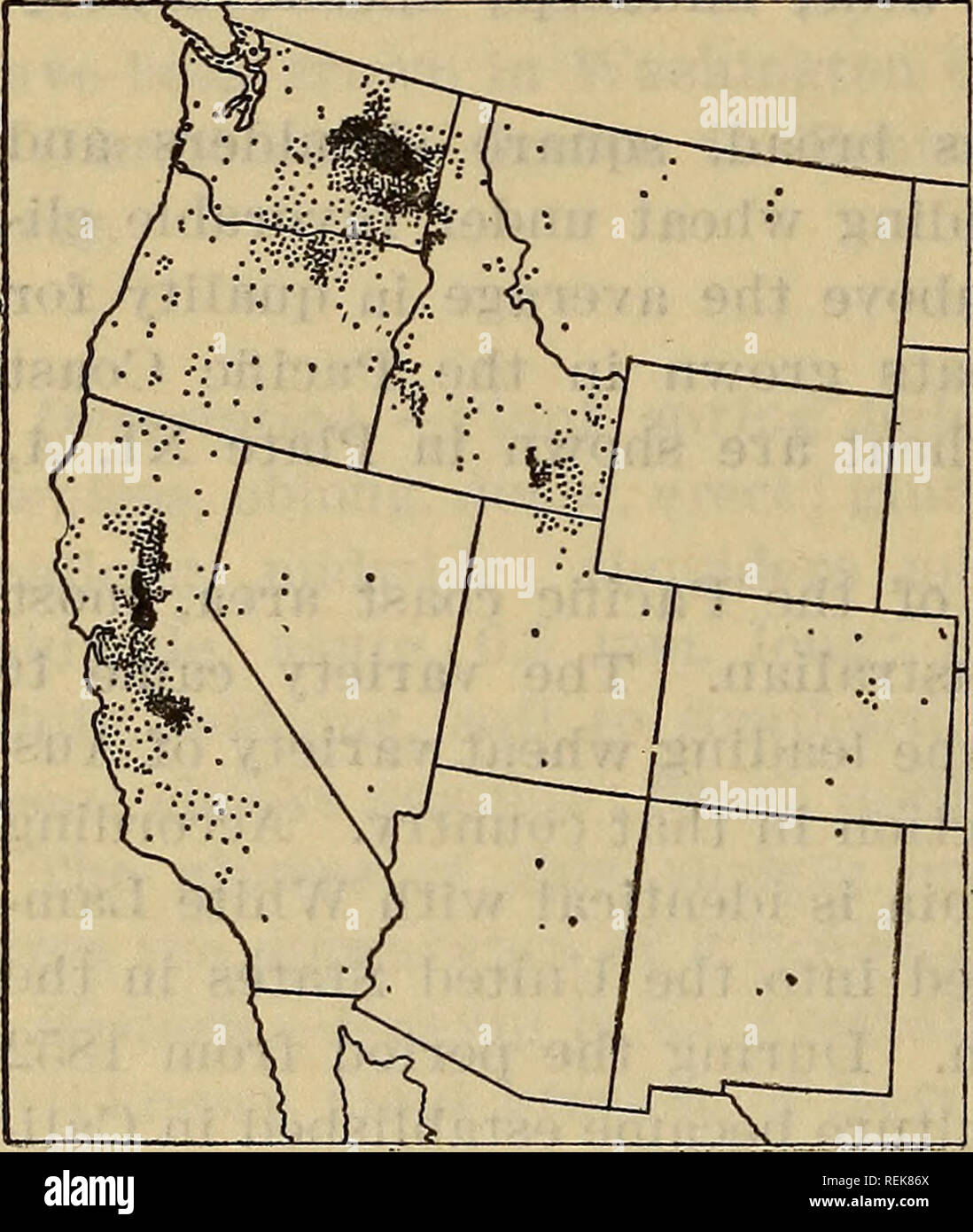 . Classification of American wheat varieties. Wheat; Wheat. 66 BULLETIN 1074, IT. S. DEPARTMENT OF AGRICULTURE. until recent years it has been the principal spring wheat grown in the so-called &quot; Inland Empire.&quot; Distribution.—Grown as Bluestem in Arizona, California, Colorado, Idaho, Montana, New Mexico, Nevada, Oregon, Utah, and Washington. The distribu- tion is shown in Figure 21. Synonyms.—Australian, Bluestem, Chile, Palouse Bluestem, White Australian, White Bluestem, White Chile, White Elliott, and White Lammas. As indicated above, Australian, Bluestem, White Australian, and Whit Stock Photo