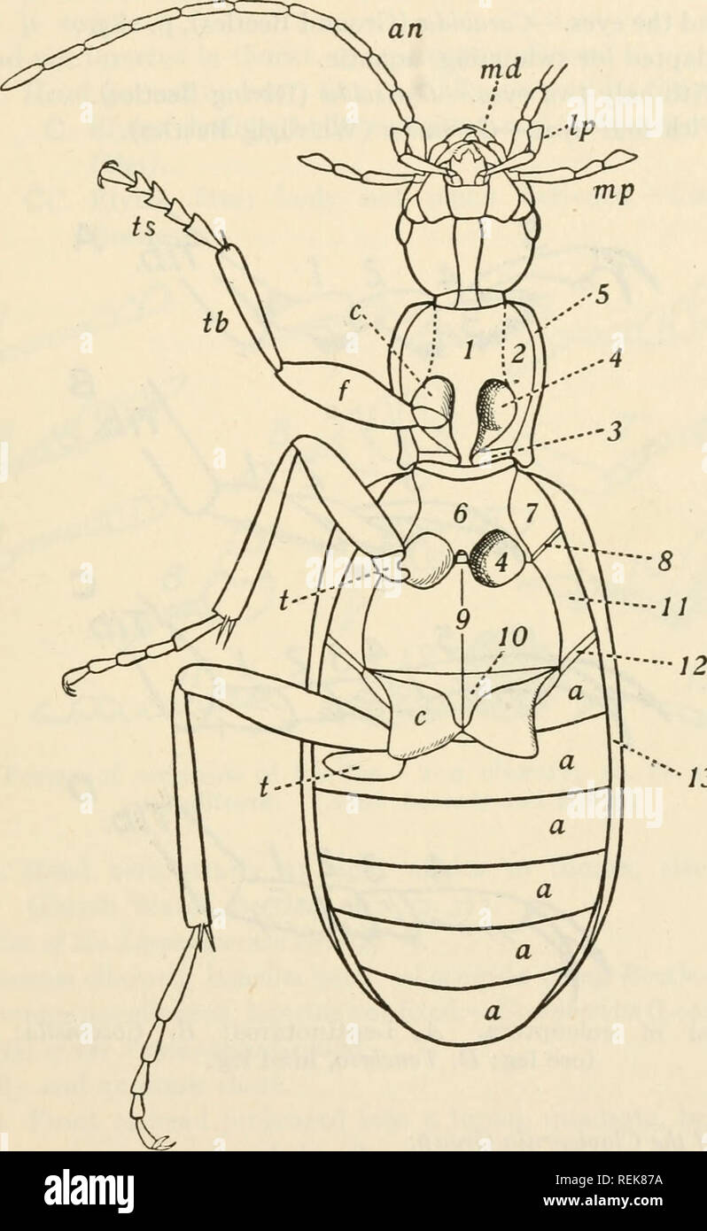 Fig eee hires stock photography and images Alamy